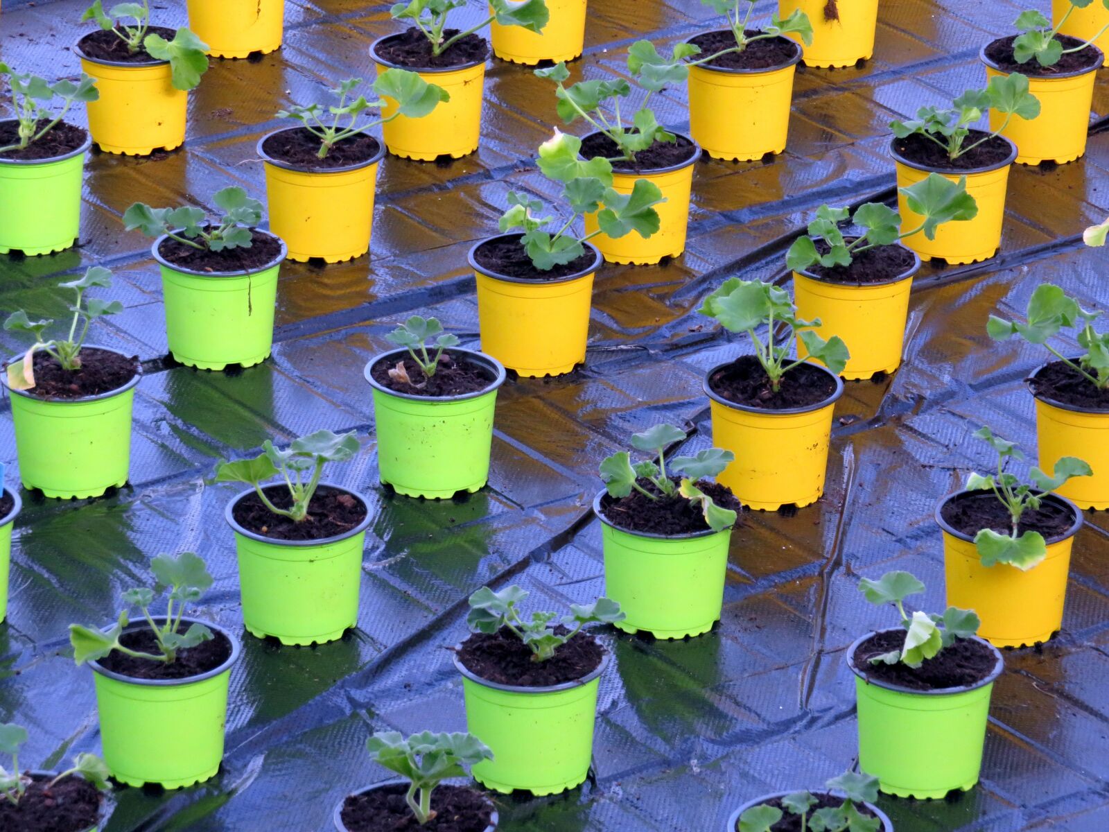 Canon PowerShot SX700 HS sample photo. Pot, color, green photography