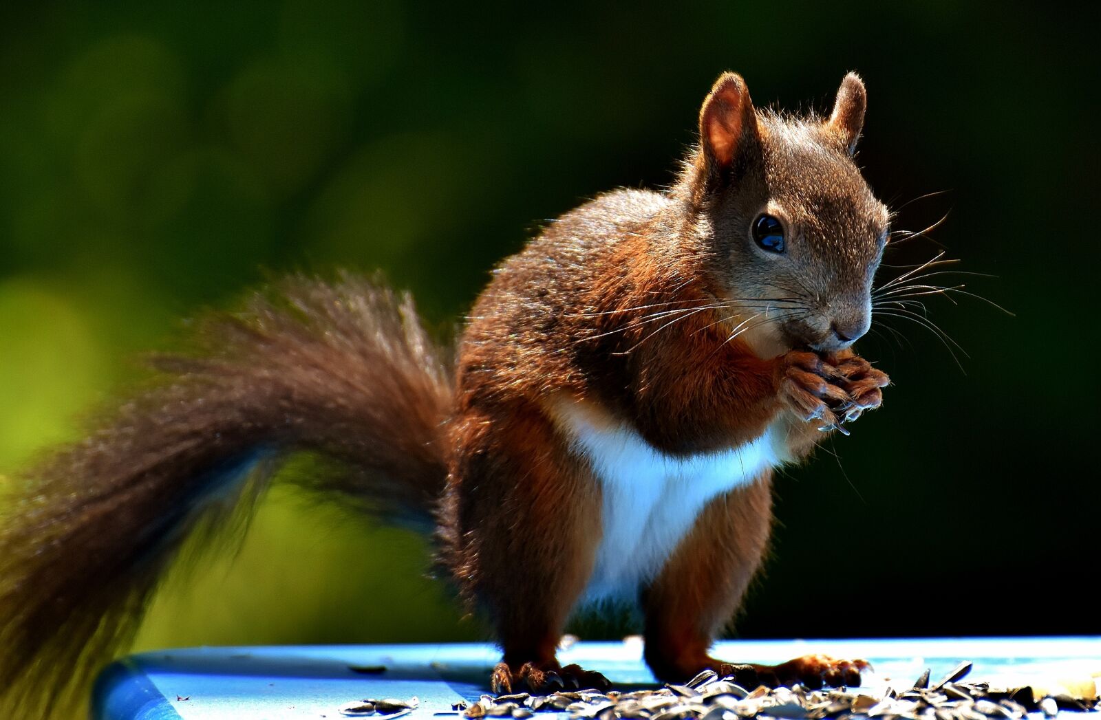 Nikon D7200 sample photo. Squirrel, nager, garden photography