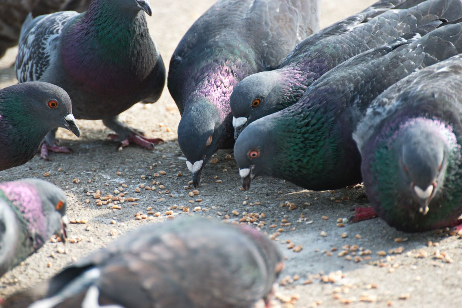 Nikon D5300 sample photo. Birds, pigeons, picking photography