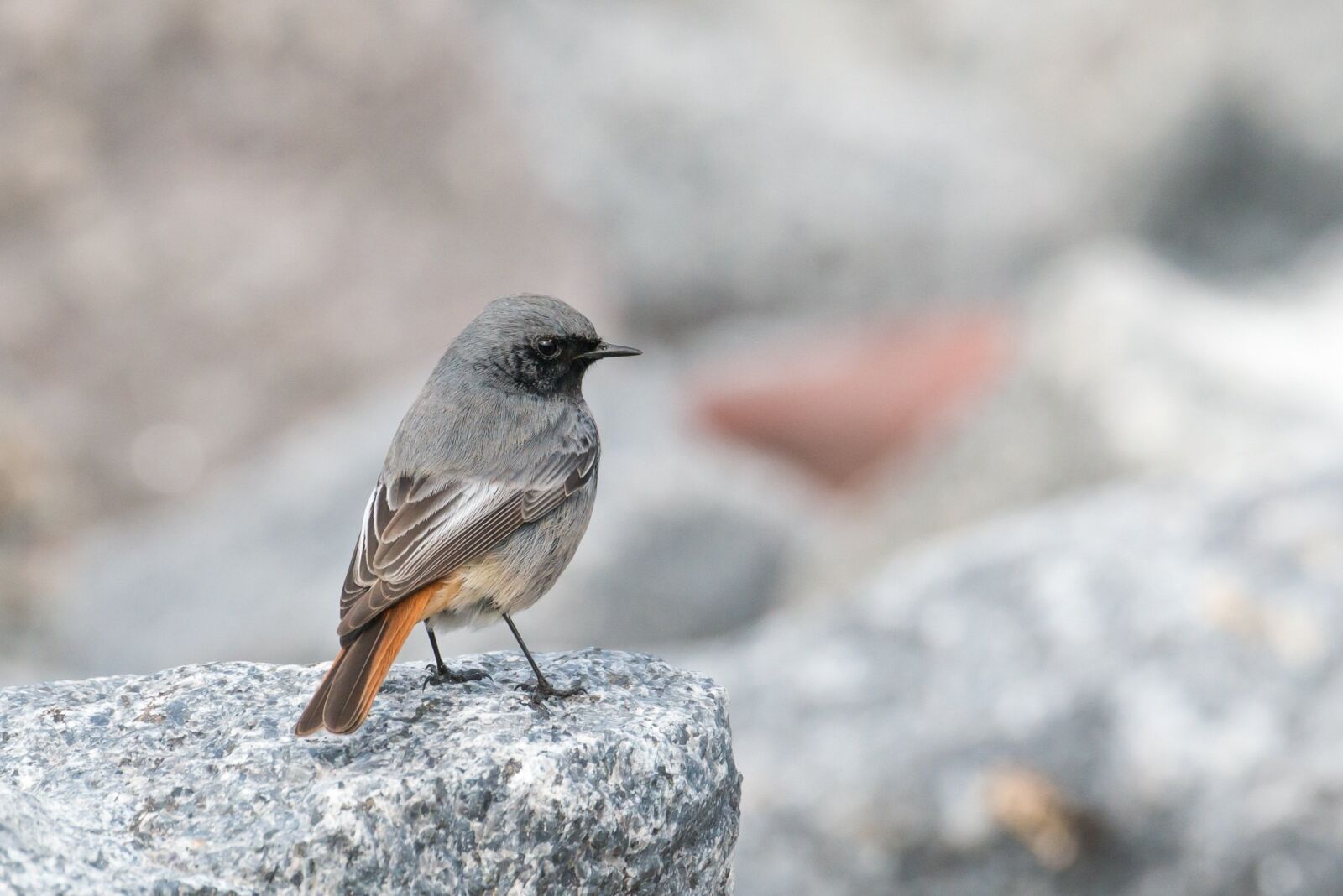 Nikon D800 sample photo. Black redstart, phoenicurus ochruros photography