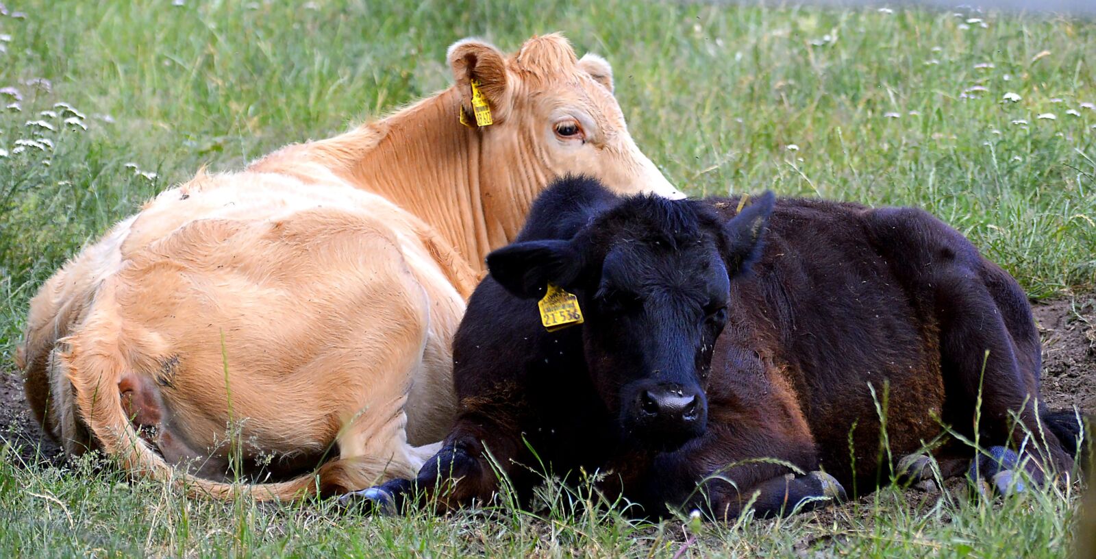 Nikon D3200 sample photo. Beef, calf, young photography