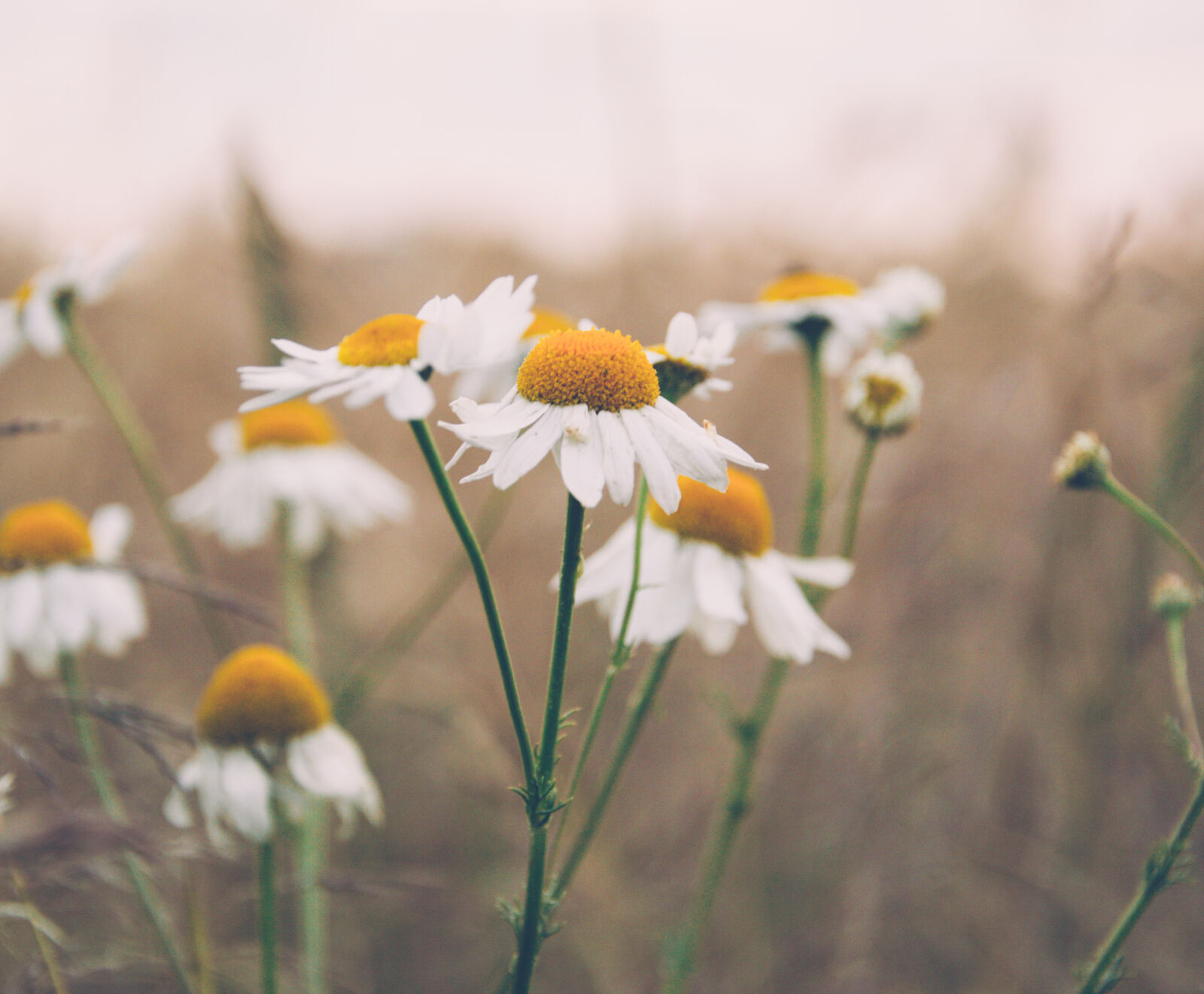 Nikon D3200 sample photo. Camomile, field photography