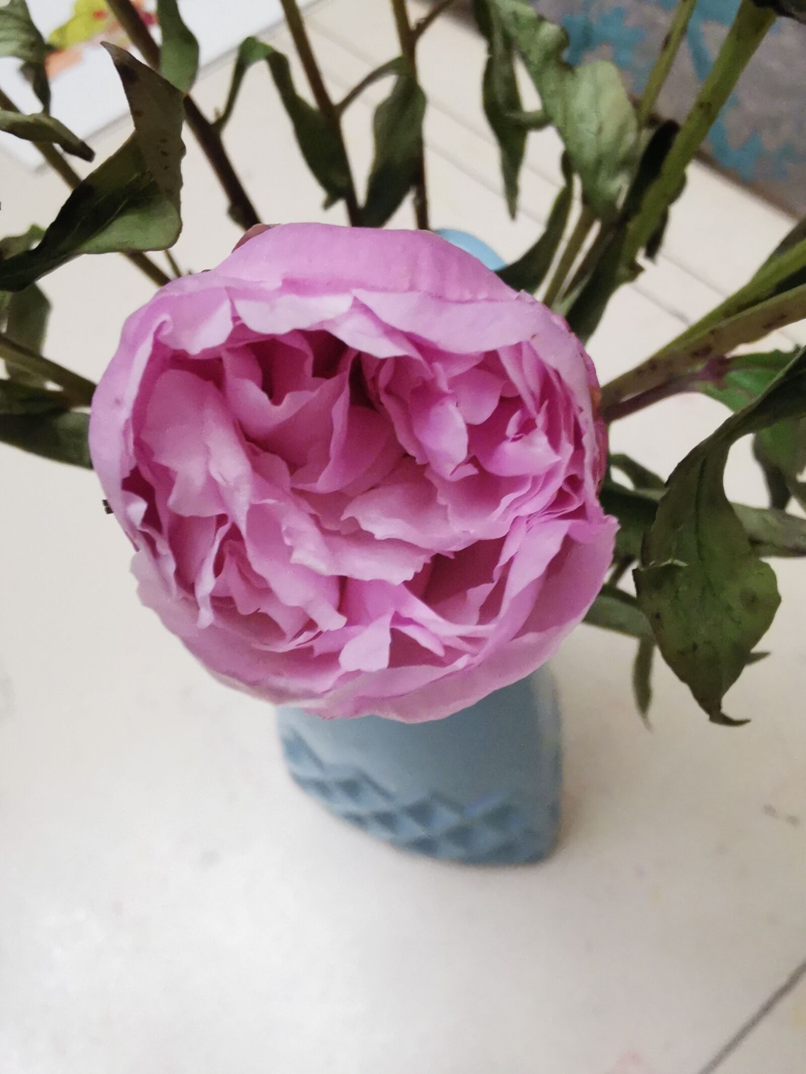HUAWEI P30 sample photo. Plant, flower, beauty photography