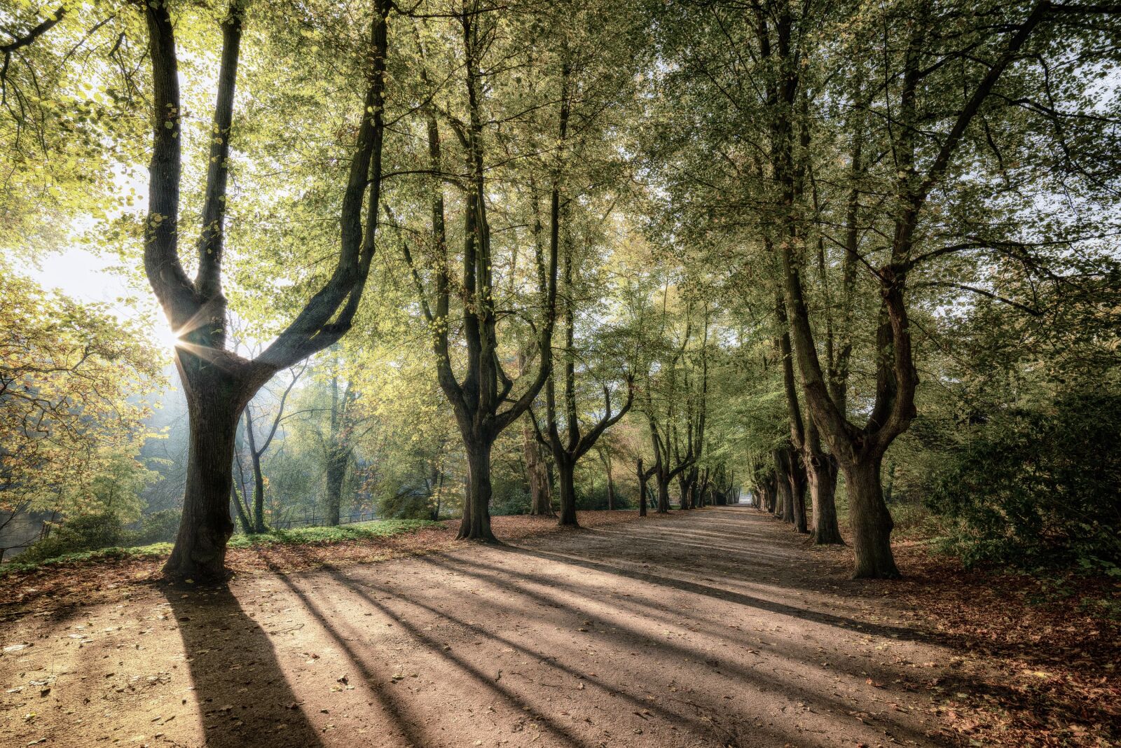 Nikon D600 sample photo. Trees sunrise, shadow, nature photography