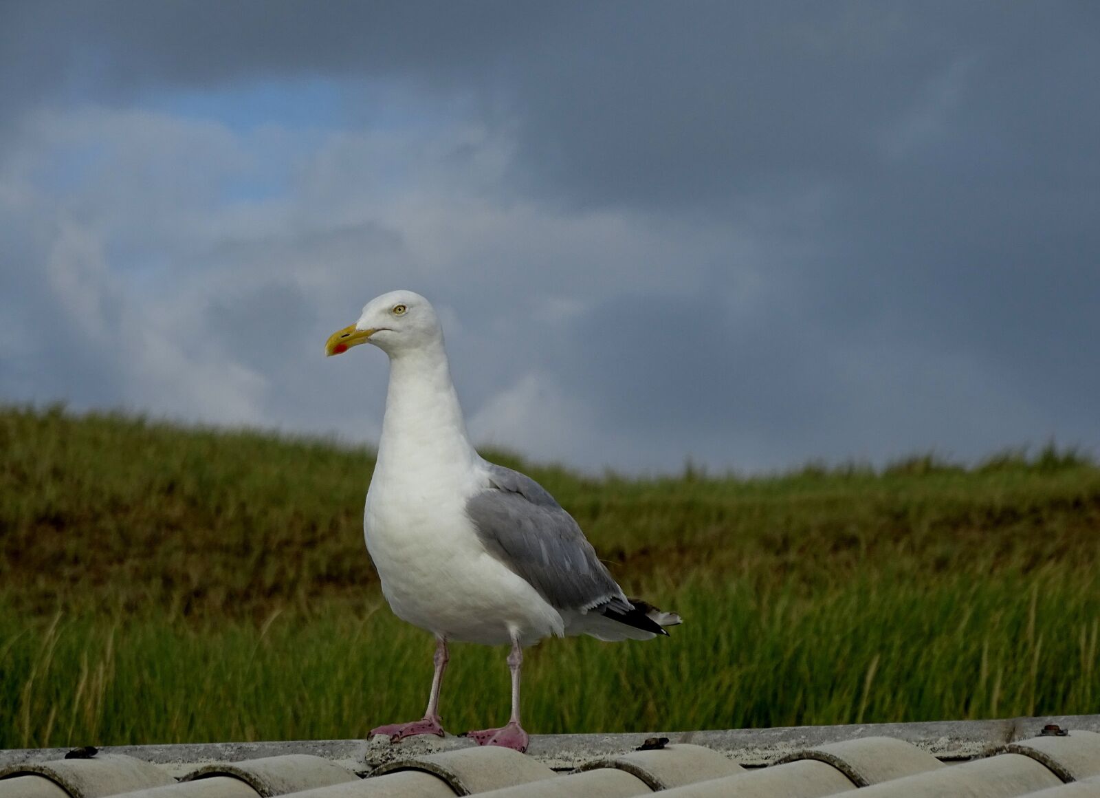 Sony Cyber-shot DSC-HX400V sample photo. Seagull, beach, roof photography