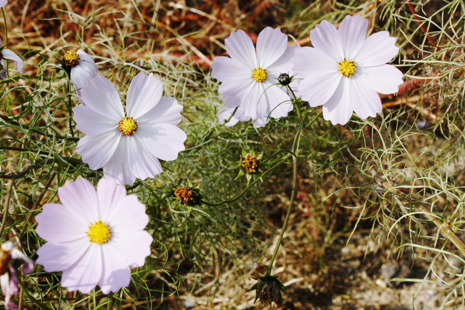 Canon EOS 500D (EOS Rebel T1i / EOS Kiss X3) sample photo. Flowers, white, white flower photography
