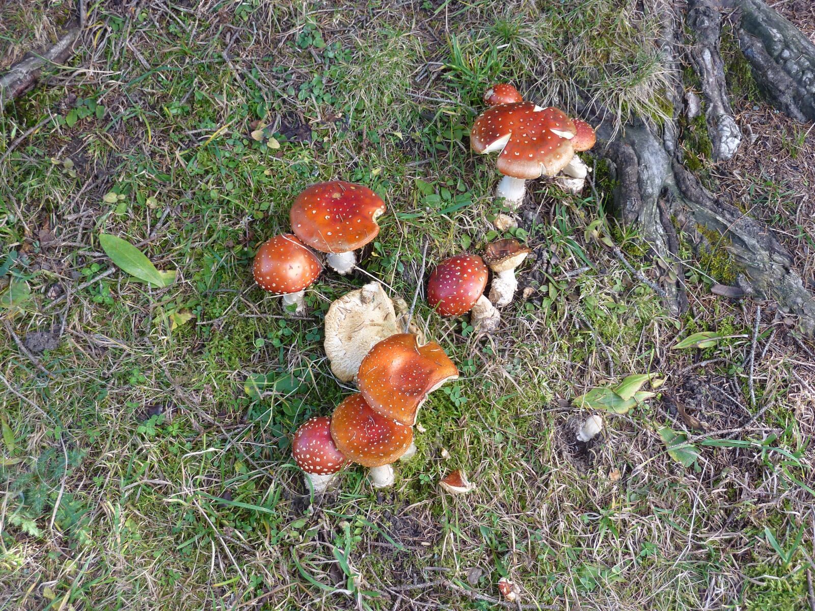 Panasonic Lumix DMC-ZS1 (Lumix DMC-TZ6) sample photo. Mushroom, nature, toxic photography