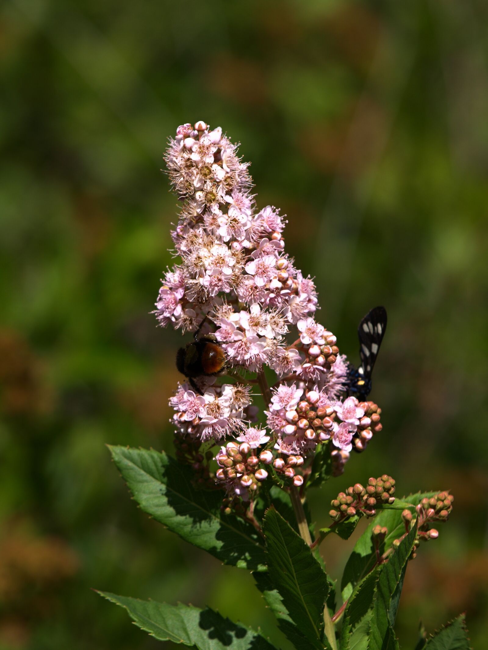 Olympus E-510 (EVOLT E-510) sample photo. Plant, insects photography