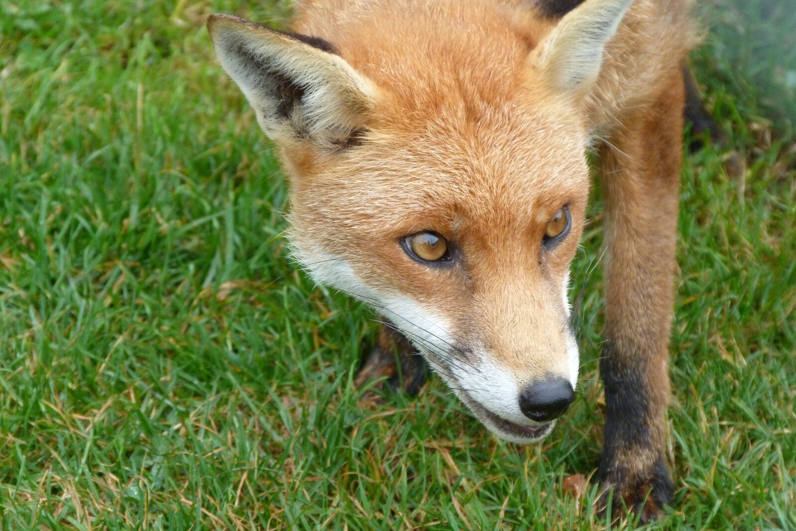Panasonic Lumix DMC-FZ40 (Lumix DMC-FZ45) sample photo. Fox, animal, wildlife photography
