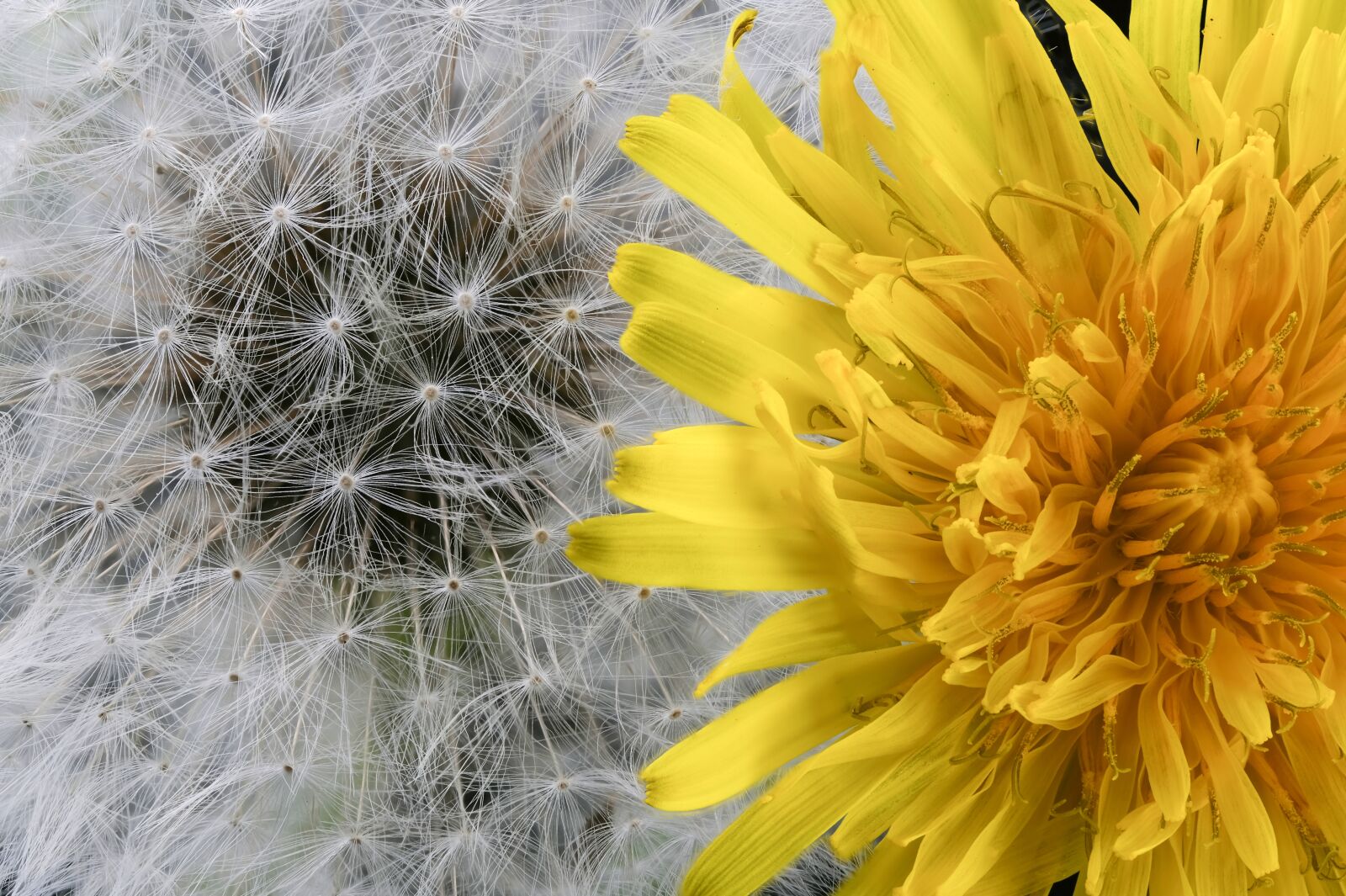 Fujifilm XF 80mm F2.8 R LM OIS WR Macro sample photo. Background, plant, nature photography