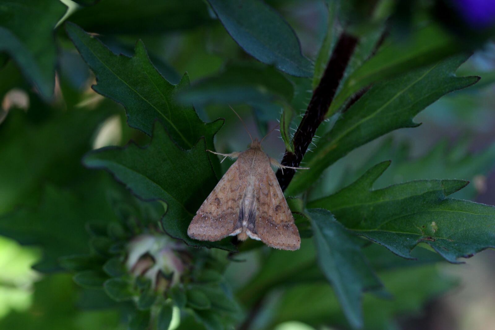 Canon EF-S 60mm F2.8 Macro USM sample photo. Butterfly, leaf, green photography