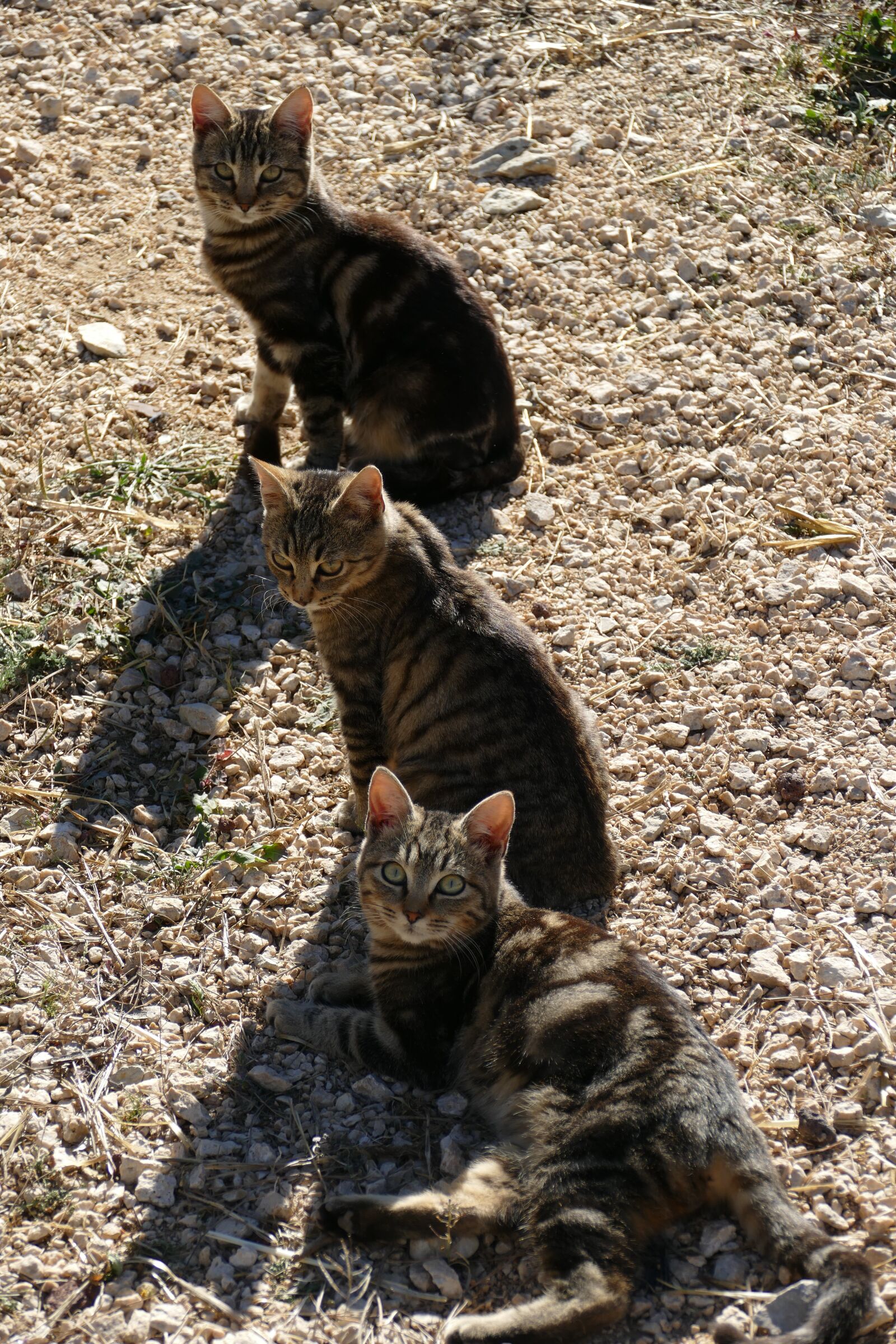 Panasonic Lumix DMC-FZ1000 sample photo. Cat, care, pet photography