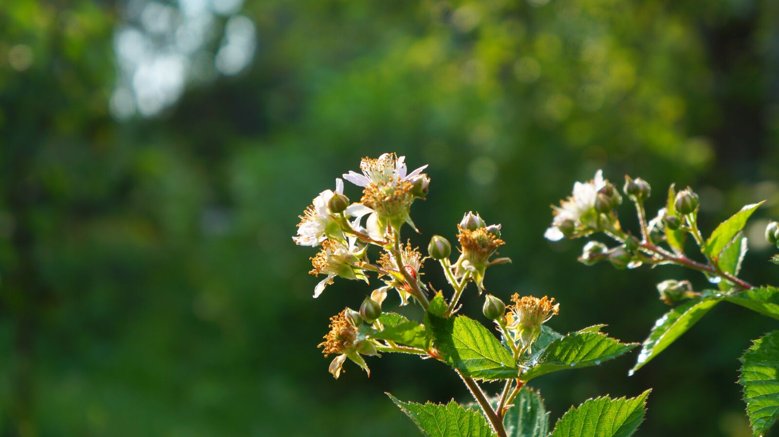Sony Alpha a3000 + Sony E 18-55mm F3.5-5.6 OSS sample photo. Nature, plants, flowering blackberry photography