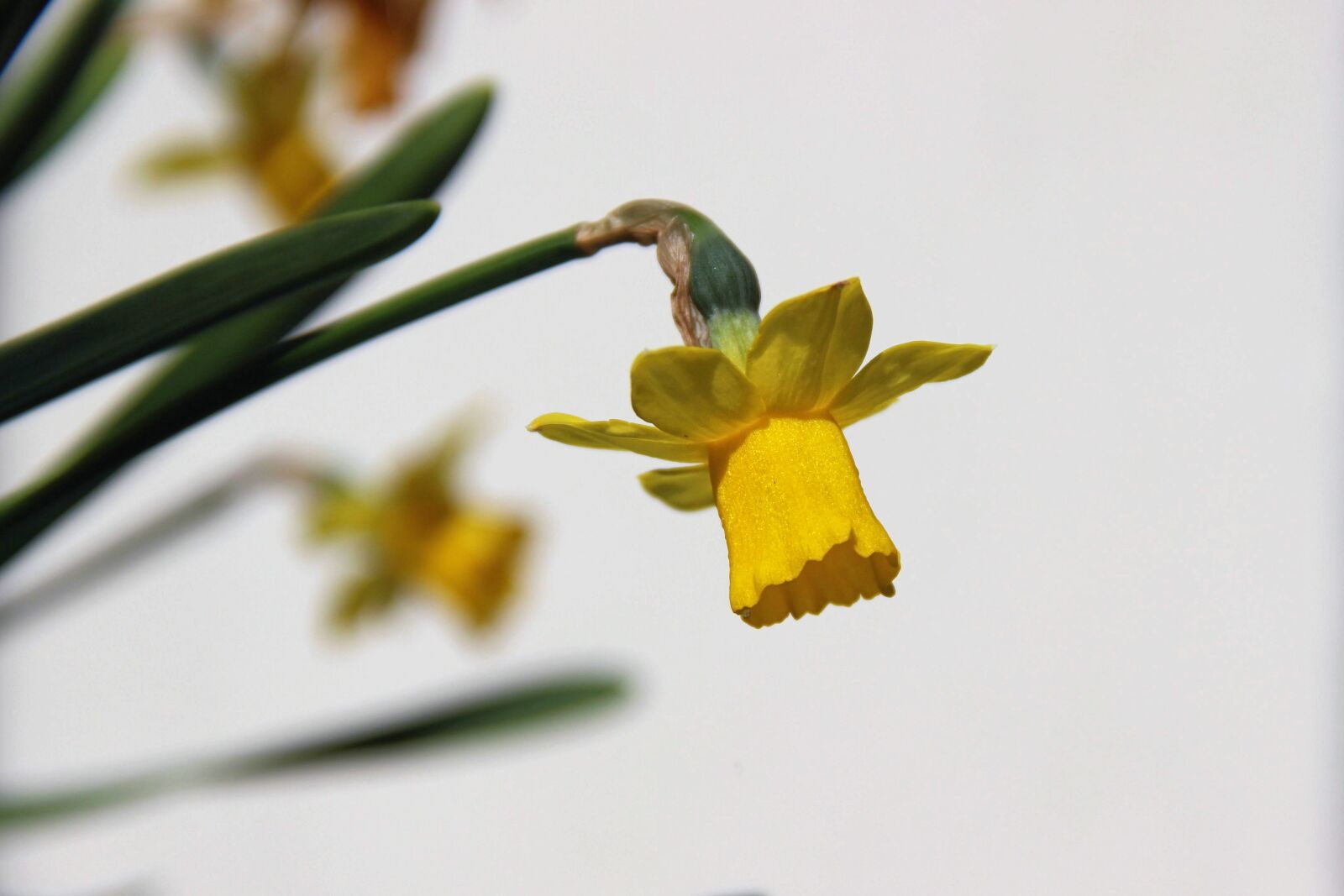 Canon EOS 600D (Rebel EOS T3i / EOS Kiss X5) sample photo. Flower, plant, nature photography