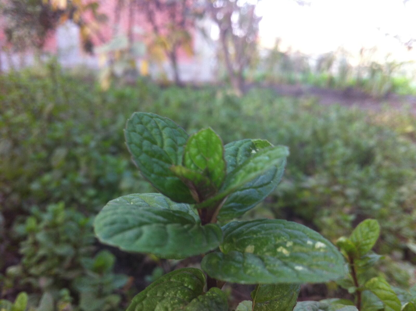 iPhone 4 back camera 3.85mm f/2.8 sample photo. Plant photography