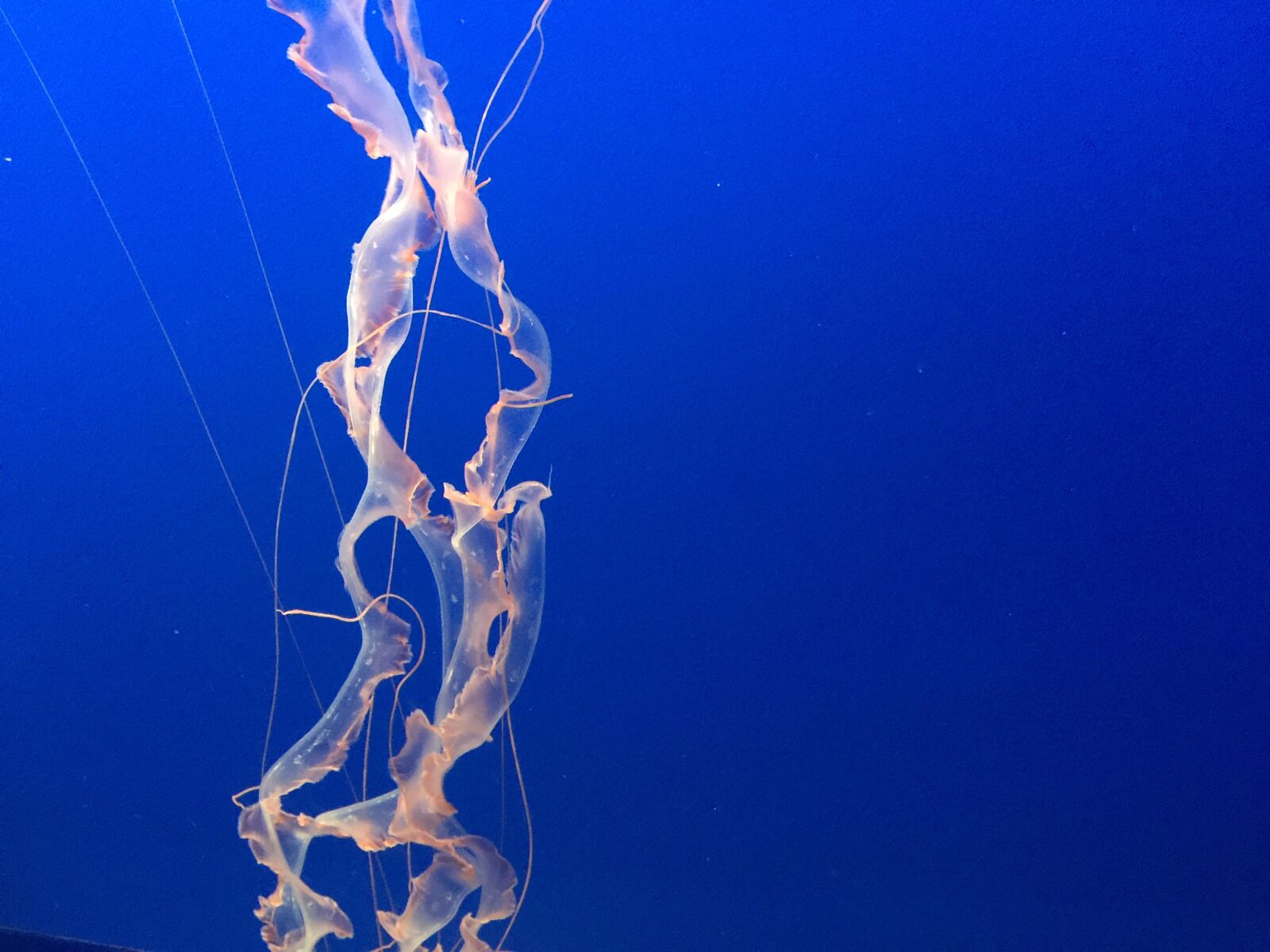 iPhone 6 Plus back camera 4.15mm f/2.2 sample photo. Jellyfish, sea, underwater photography