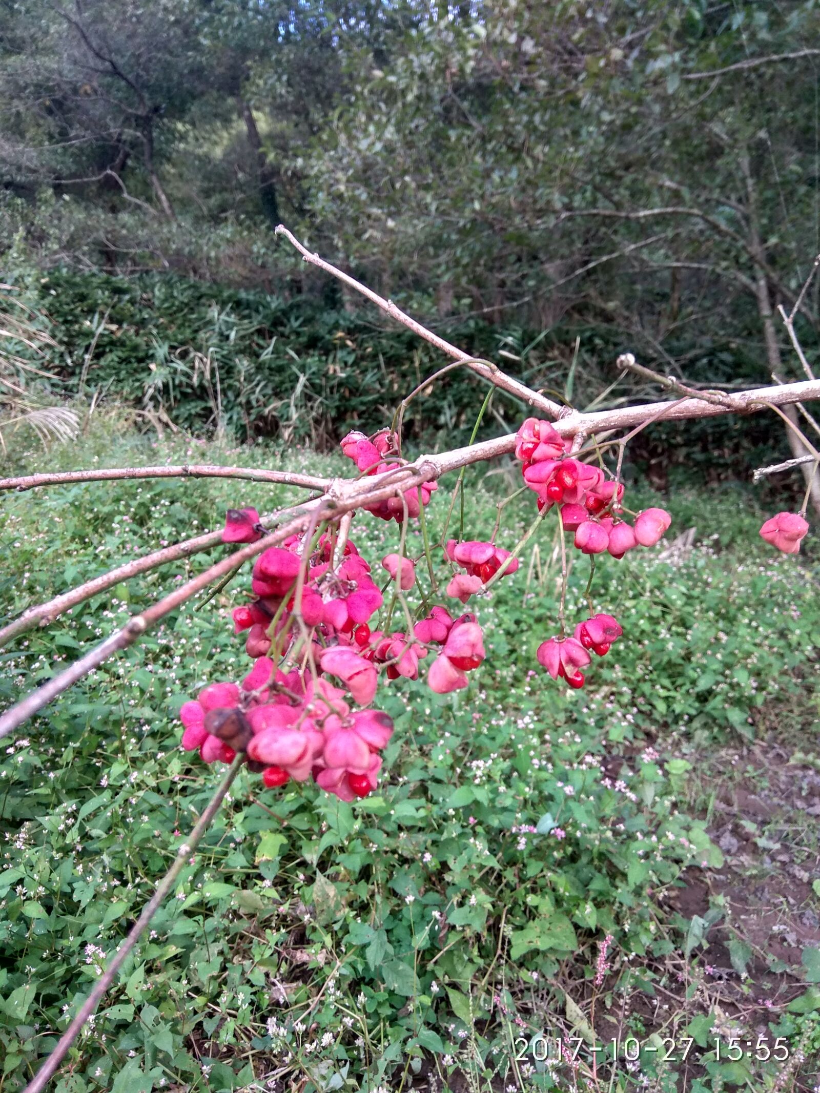 Xiaomi Redmi Note 4 sample photo