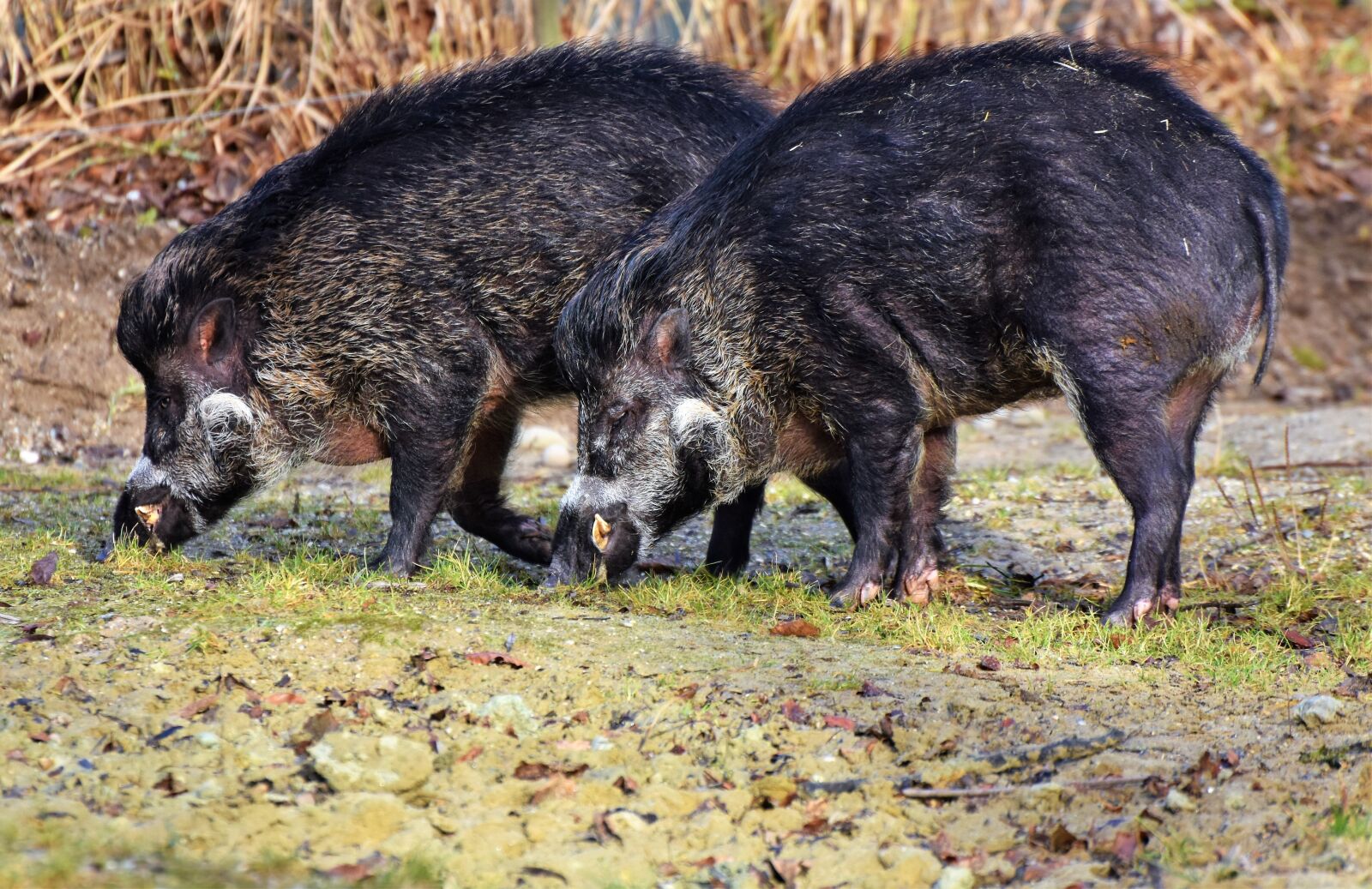 Nikon D7200 sample photo. Boar, pig, sow photography
