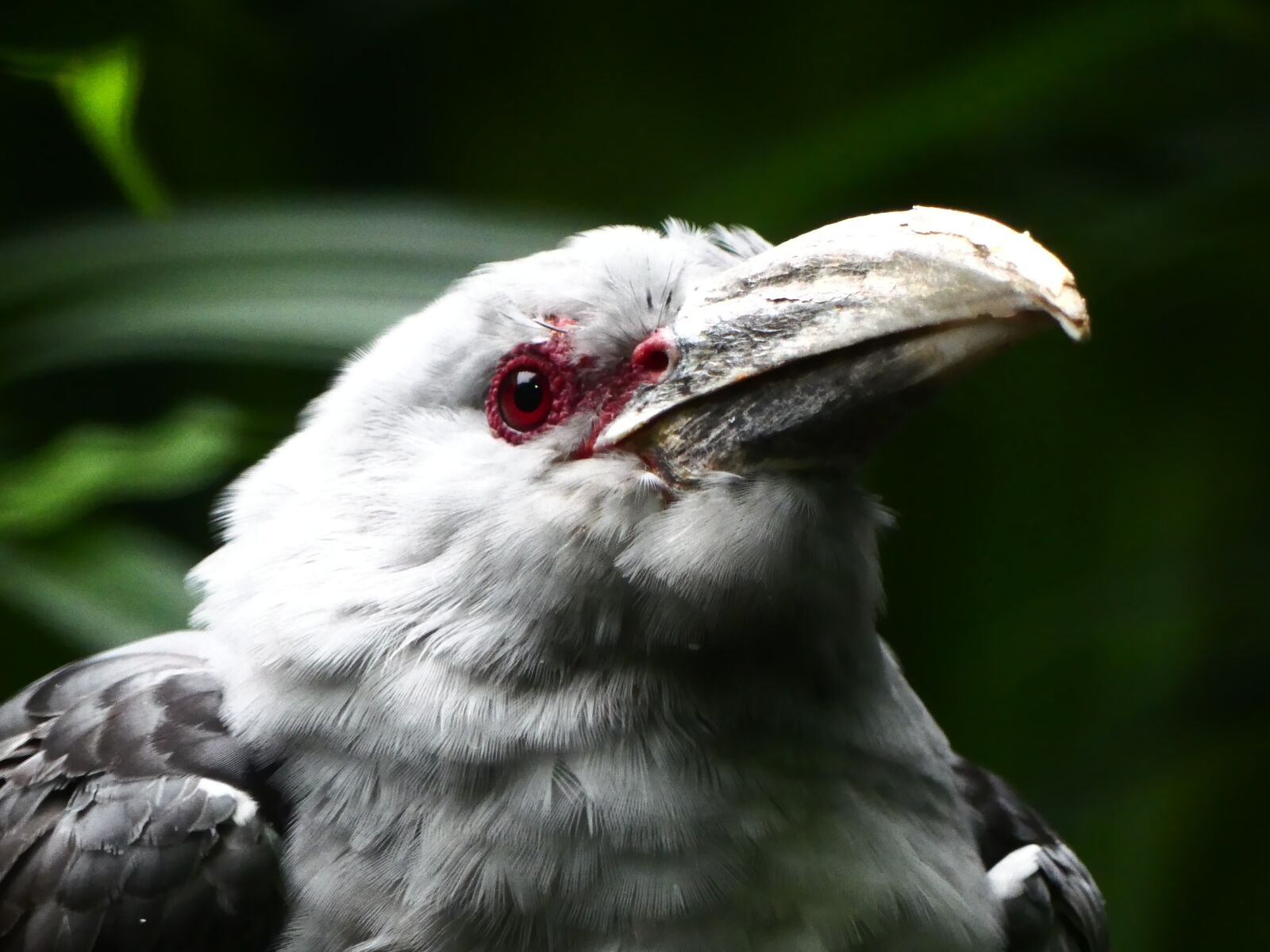 Panasonic Lumix DMC-FZ300 sample photo. Bird, jungle, tropical photography