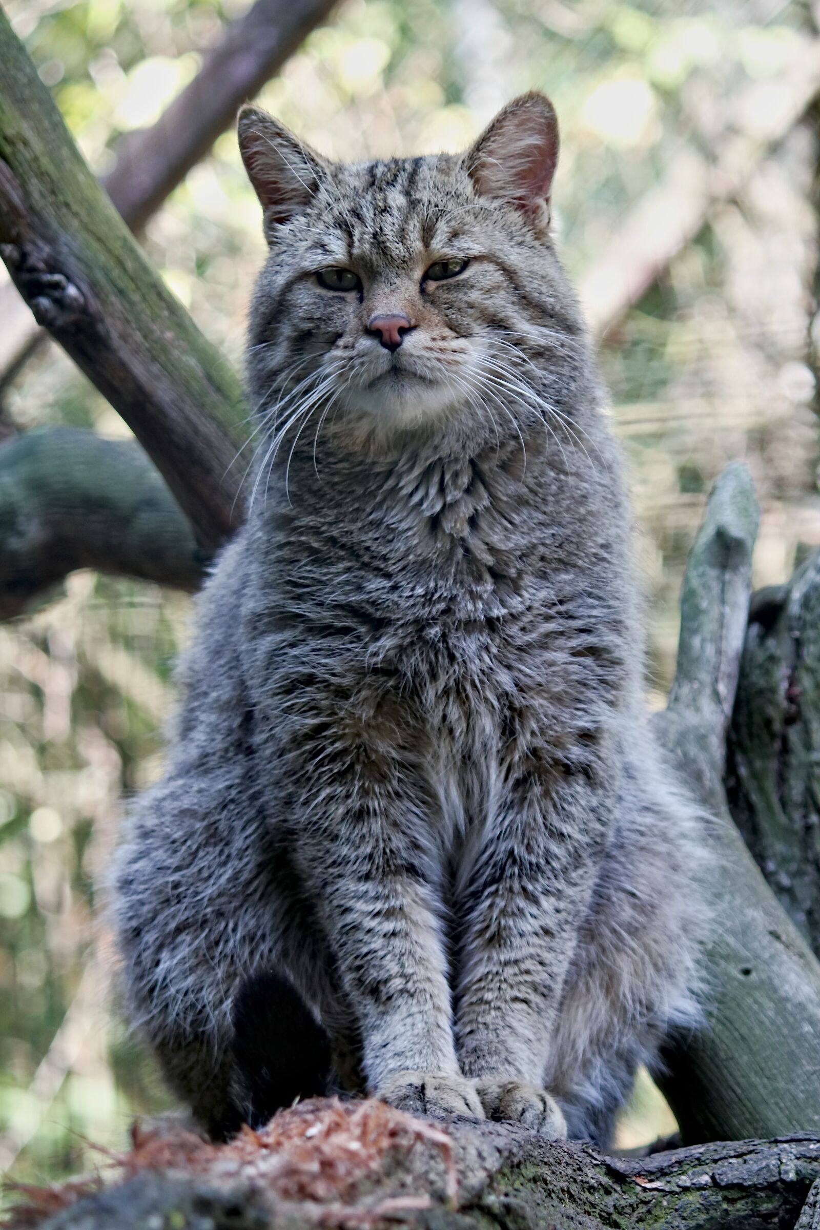 Canon EOS 550D (EOS Rebel T2i / EOS Kiss X4) sample photo. Cat, wild, sitting photography