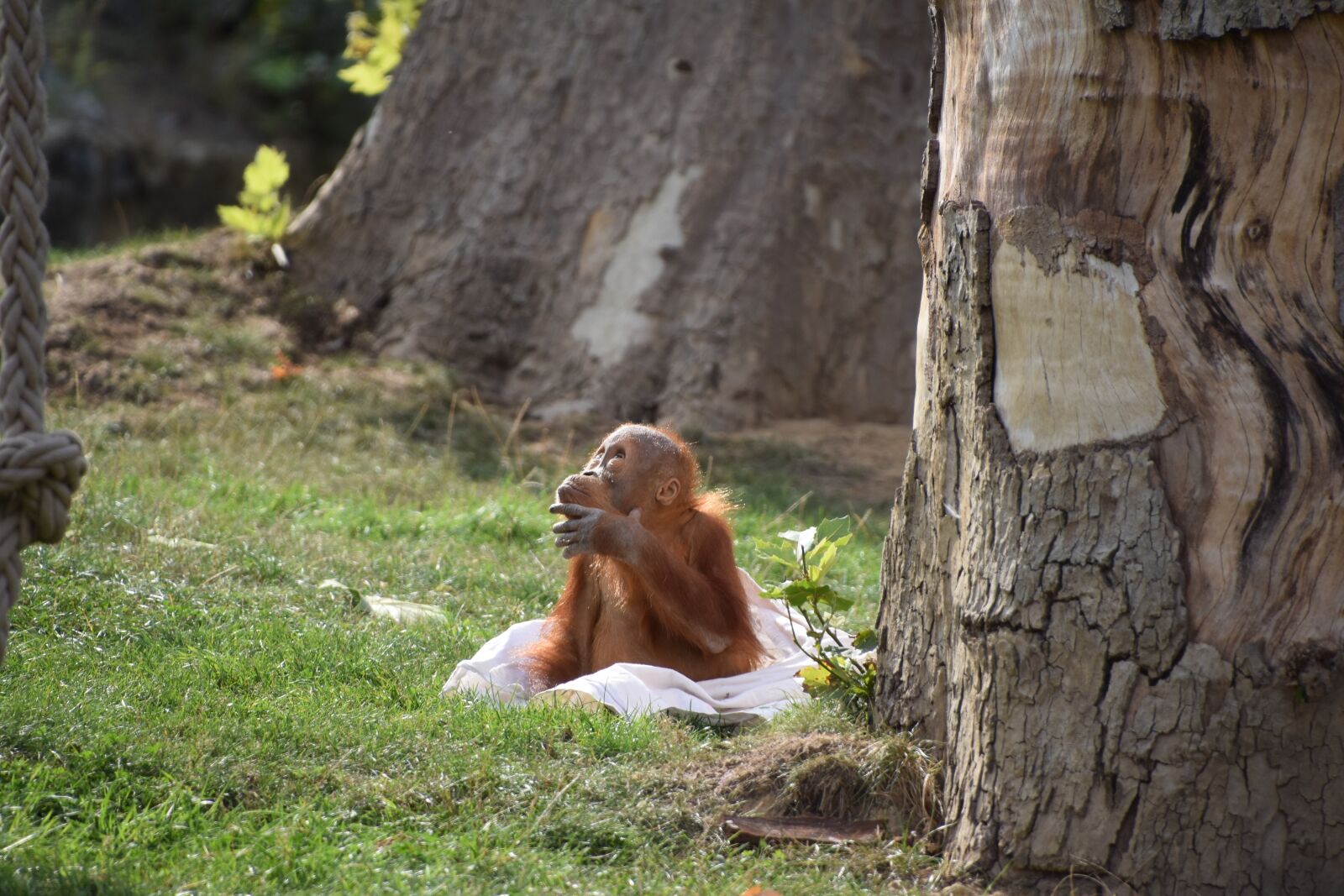 Nikon D5600 sample photo. Orangutan, baby, monkey photography