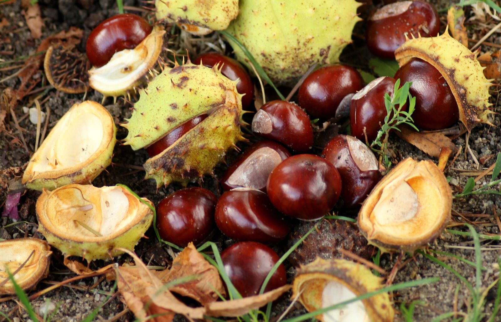 Canon EOS 1200D (EOS Rebel T5 / EOS Kiss X70 / EOS Hi) sample photo. Chestnuts, autumn, collapse photography