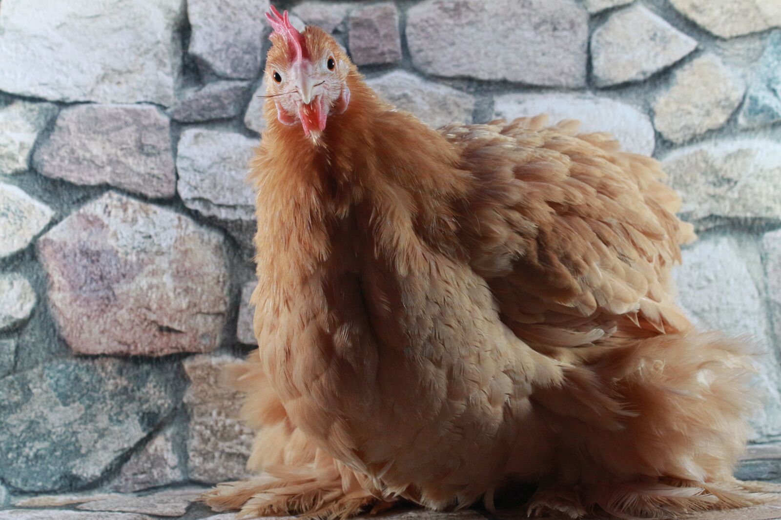Canon EF-S 18-55mm F3.5-5.6 IS sample photo. Chicken, hen, poultry photography