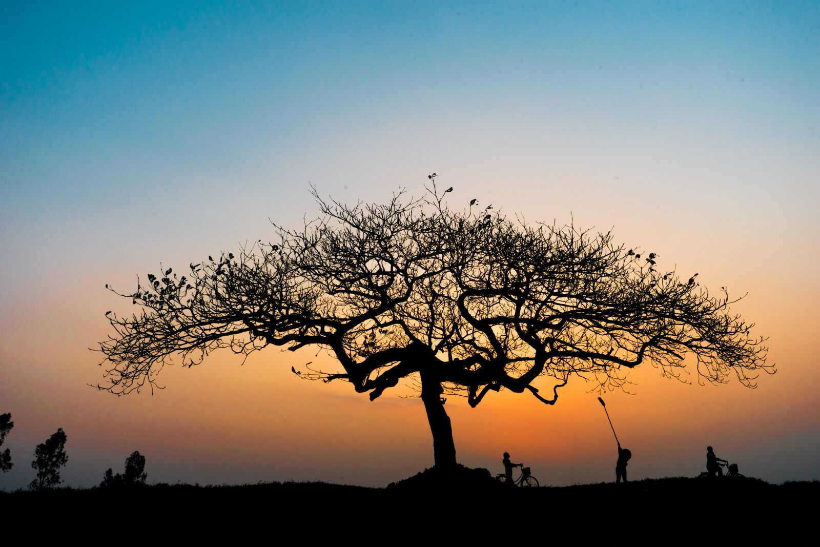 Sony a7 + Sony FE 28-70mm F3.5-5.6 OSS sample photo. Tree, forest, sunset photography