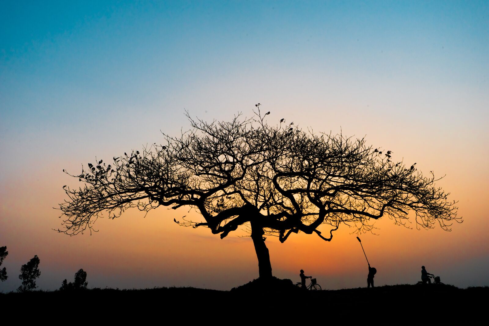 Sony a7 sample photo. Tree, forest, sunset photography