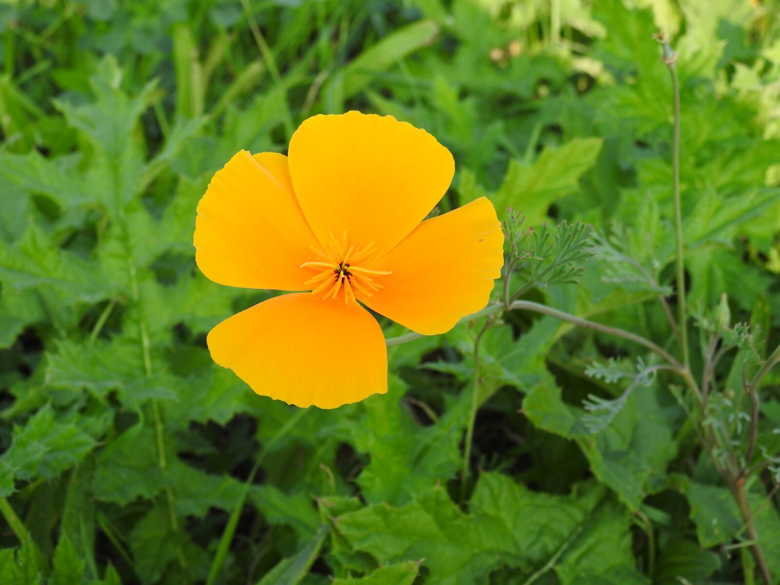 Nikon Coolpix P900 sample photo. Flower, orange, blossom photography