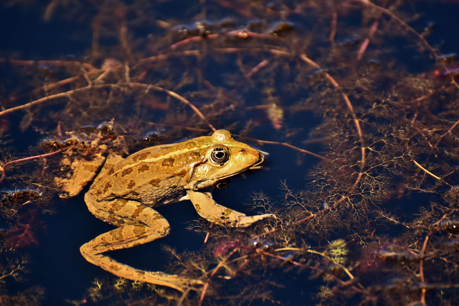 Nikon D7200 sample photo. Frog, pond, animal photography
