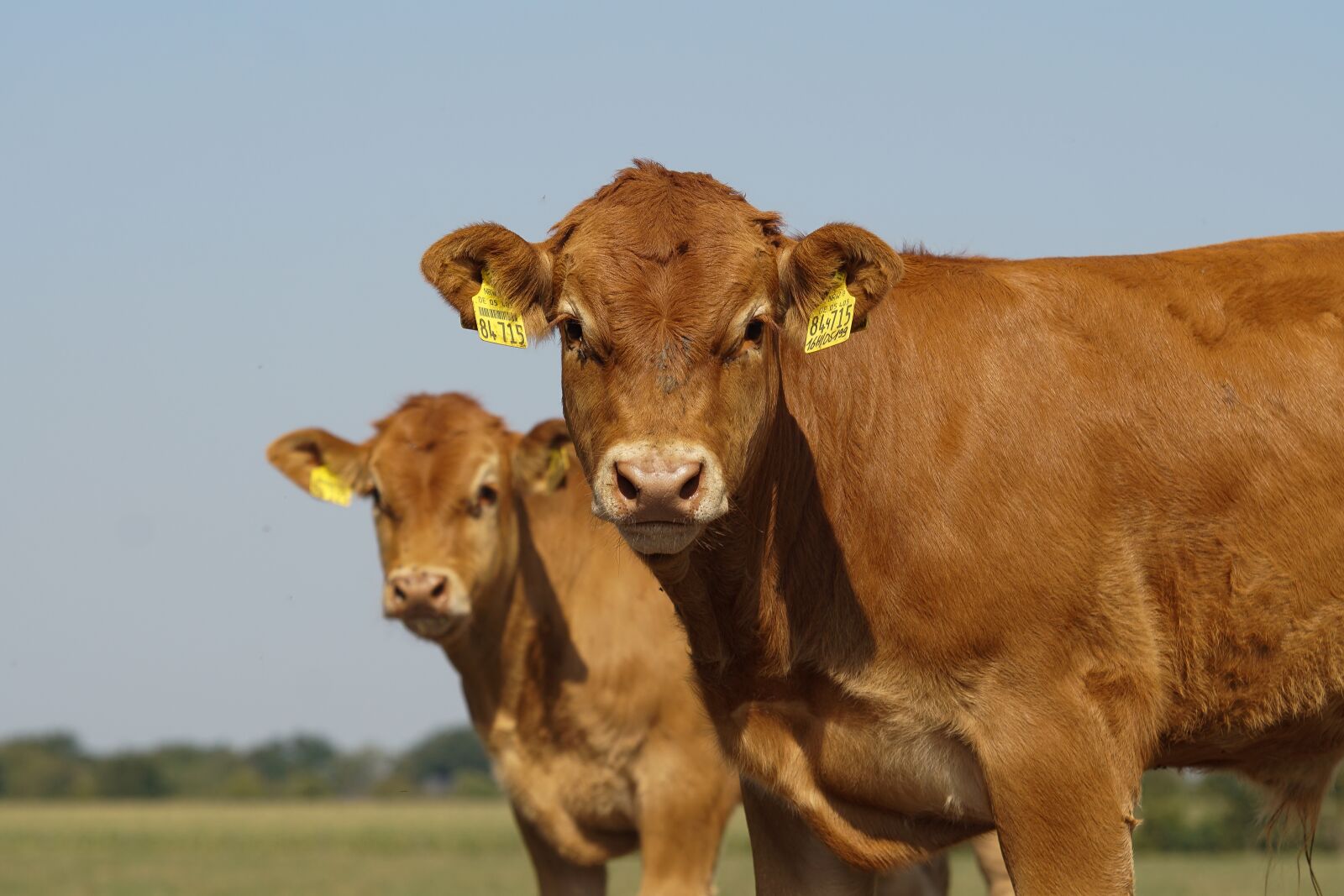 70-200mm F2.8 sample photo. Limousin, cattle, pasture photography