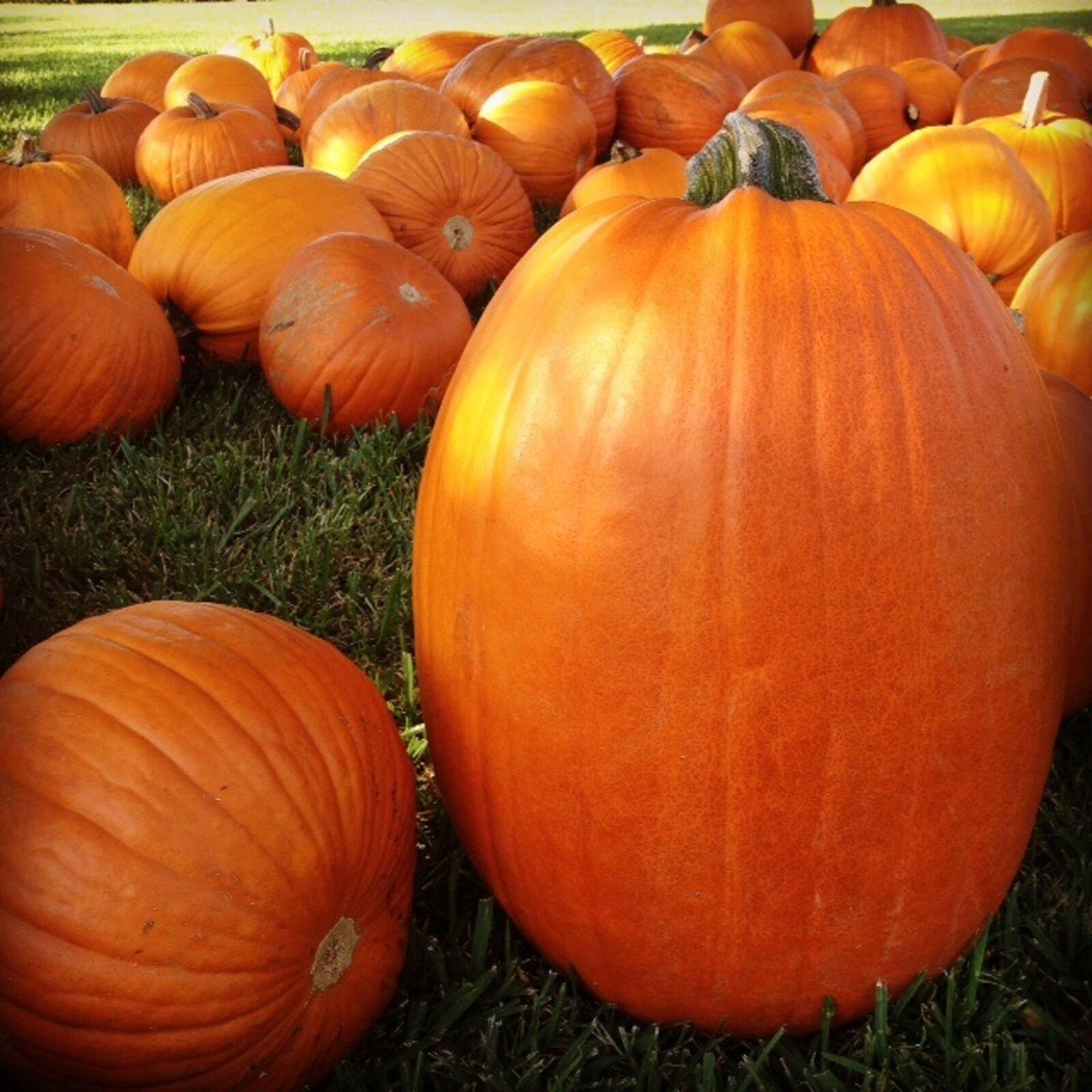 iPhone 4S back camera 4.28mm f/2.4 sample photo. Pumpkin, patch, autumn photography