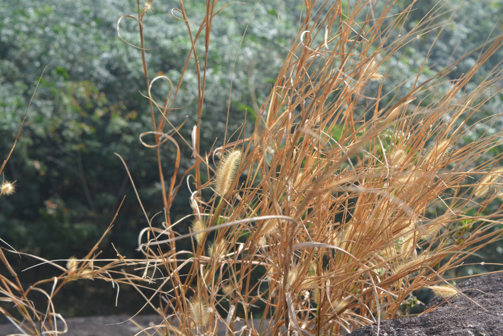 Nikon D5200 sample photo