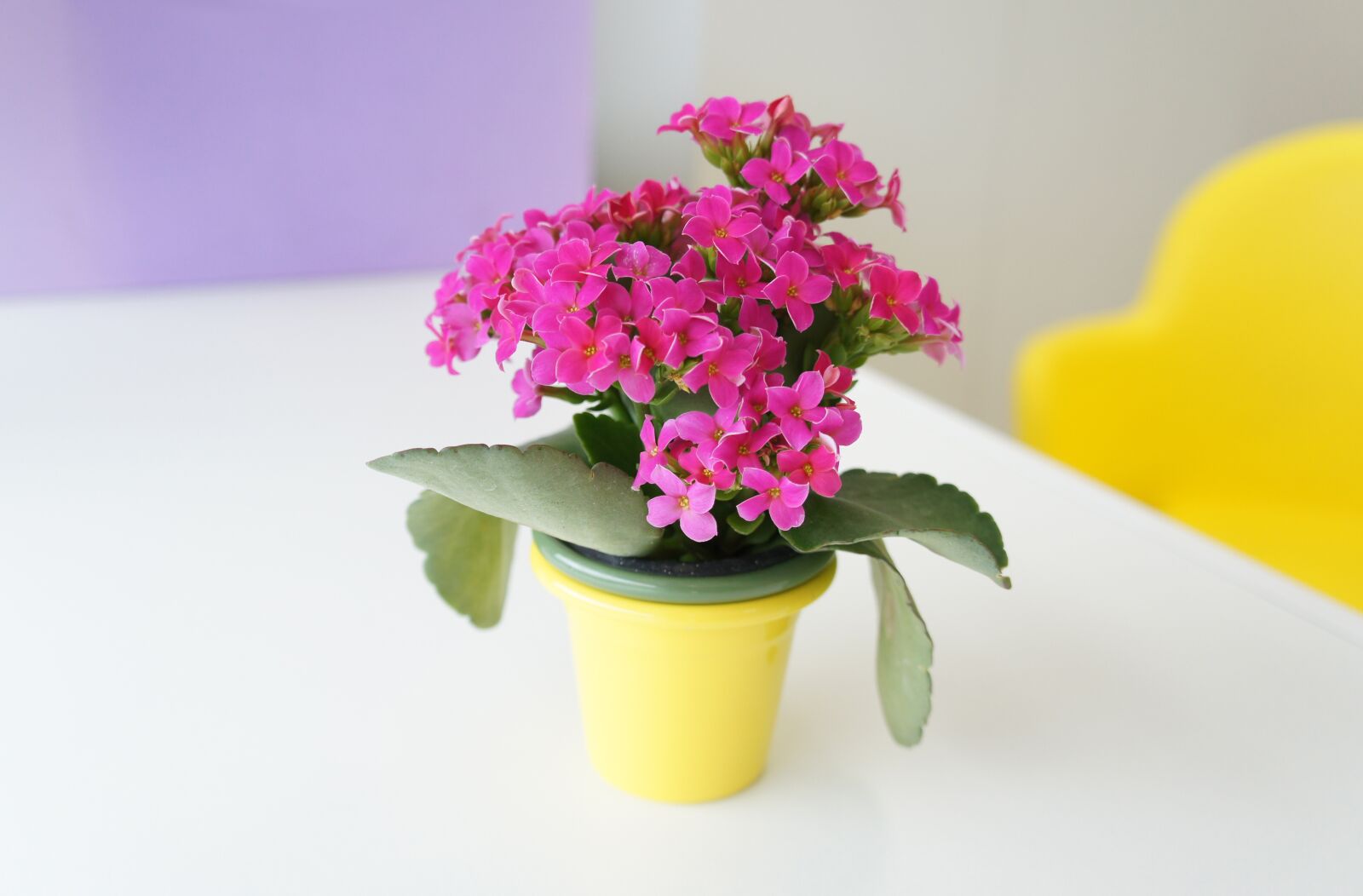 Sony Alpha NEX-C3 + Sony E 18-55mm F3.5-5.6 OSS sample photo. Flower, pink, vase photography