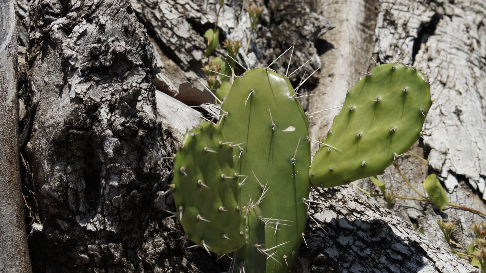 Sony SLT-A58 sample photo. Cactus, green, tree photography