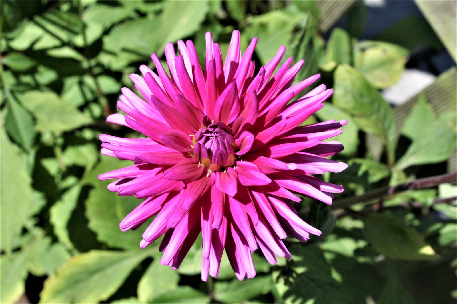 Canon EOS 350D (EOS Digital Rebel XT / EOS Kiss Digital N) sample photo. Purple, flower, purple flower photography