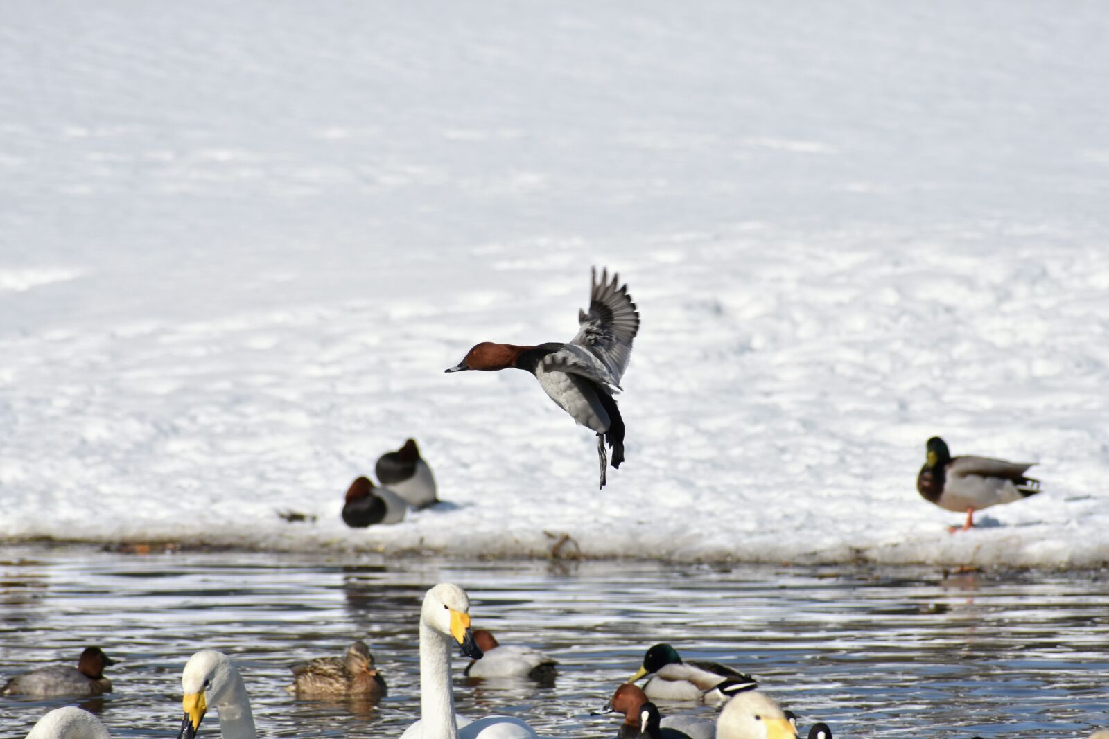 Nikon D7200 sample photo. Animal, lake, waterside photography