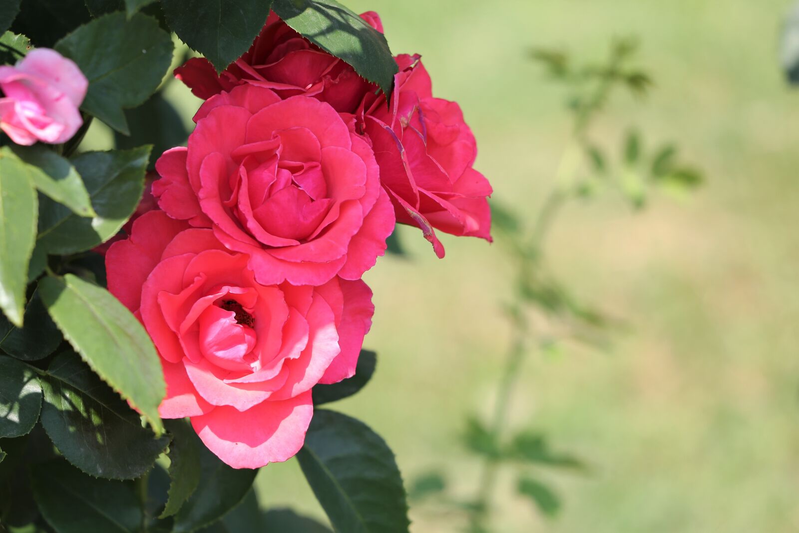 Canon EF 70-300 F4-5.6 IS II USM sample photo. Pink roses, flower, romantic photography