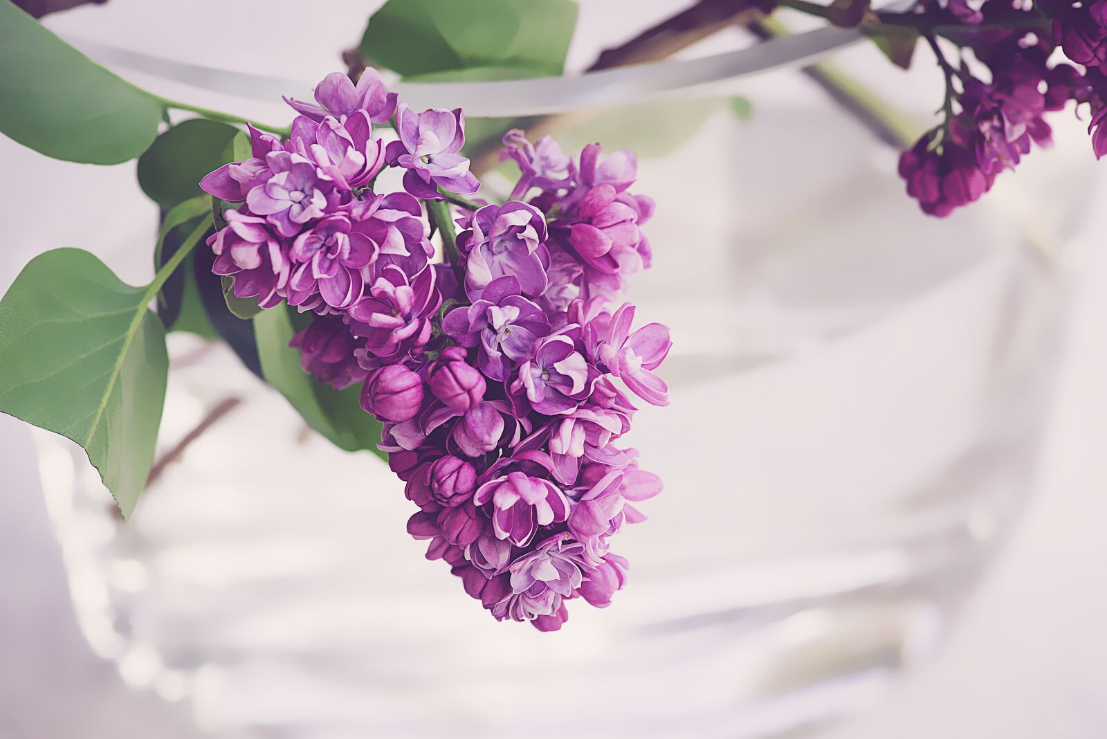 Nikon D750 sample photo. Lilac, purple, violet photography