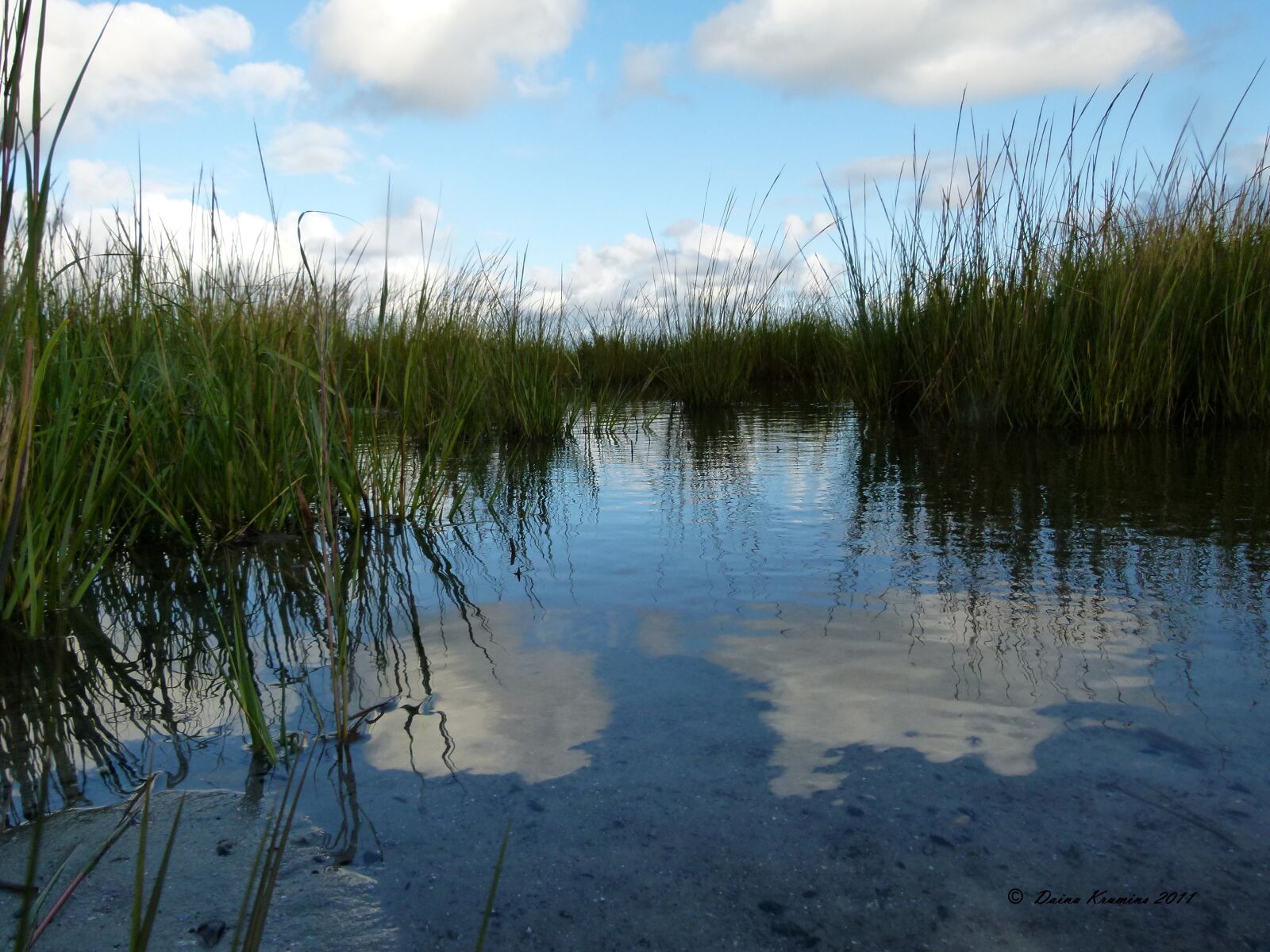 Panasonic Lumix DMC-FZ100 sample photo. Water, marsh, grass photography