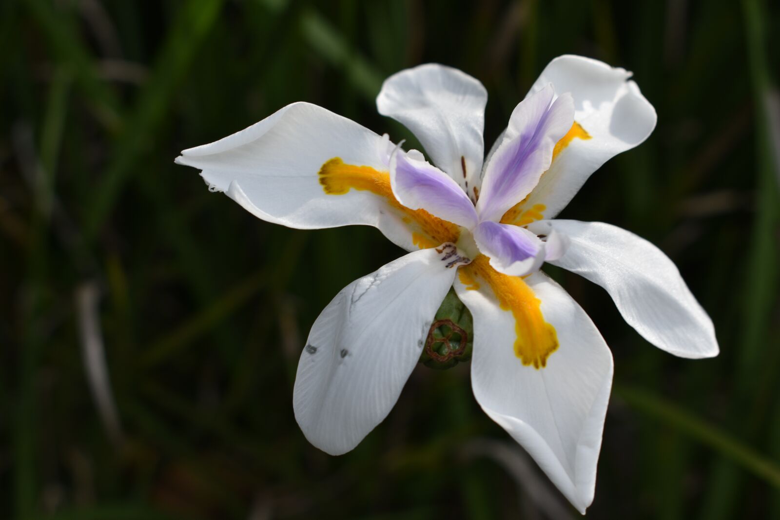 Nikon D3400 sample photo. Flower, flowers, spring photography
