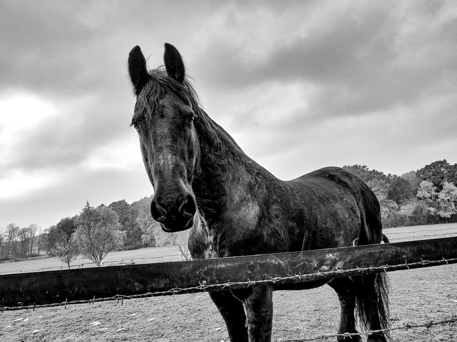 OnePlus 6T sample photo. Horse, nature, rural photography