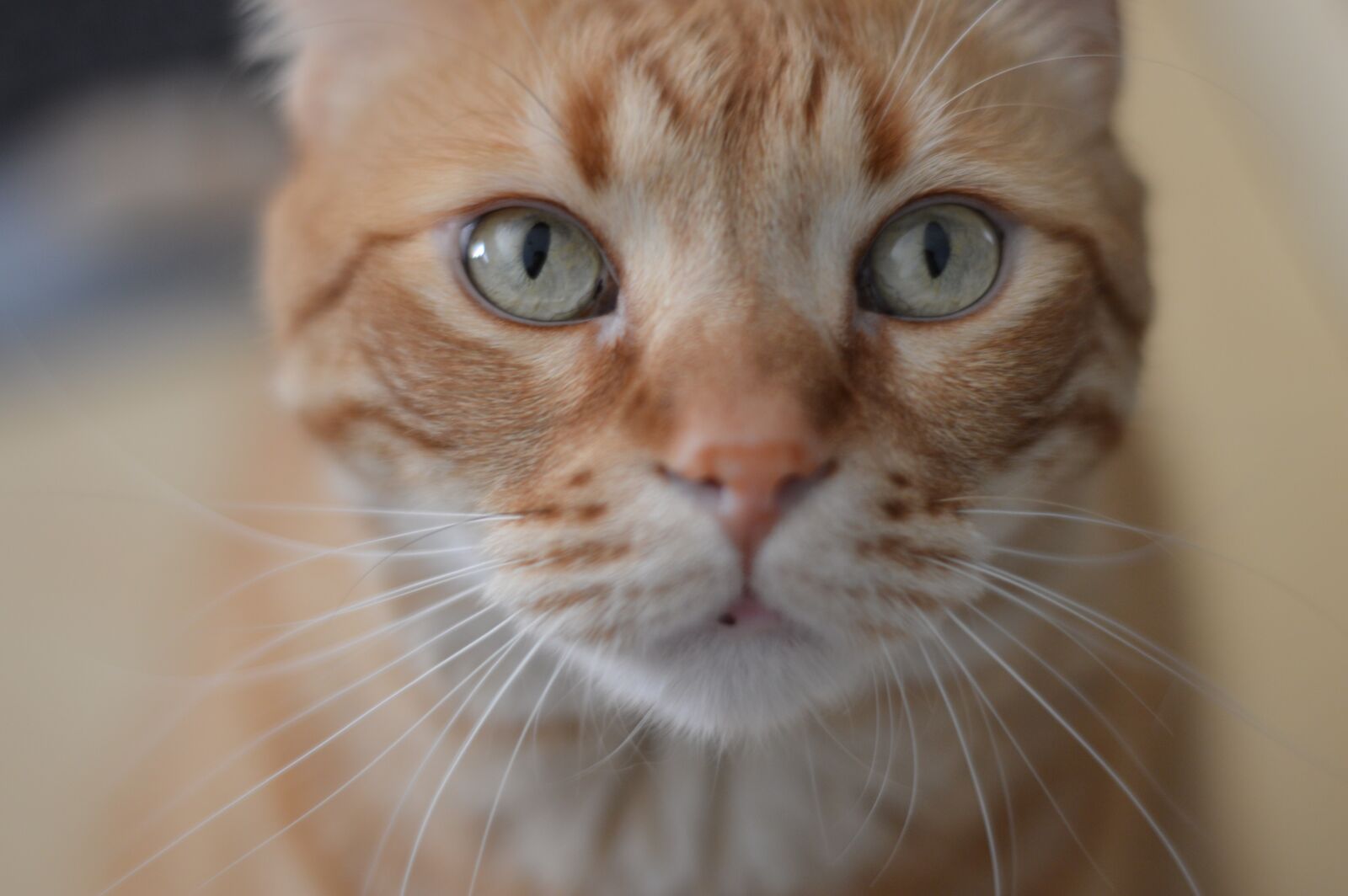 Nikon D3200 sample photo. Cat, animal, cats photography
