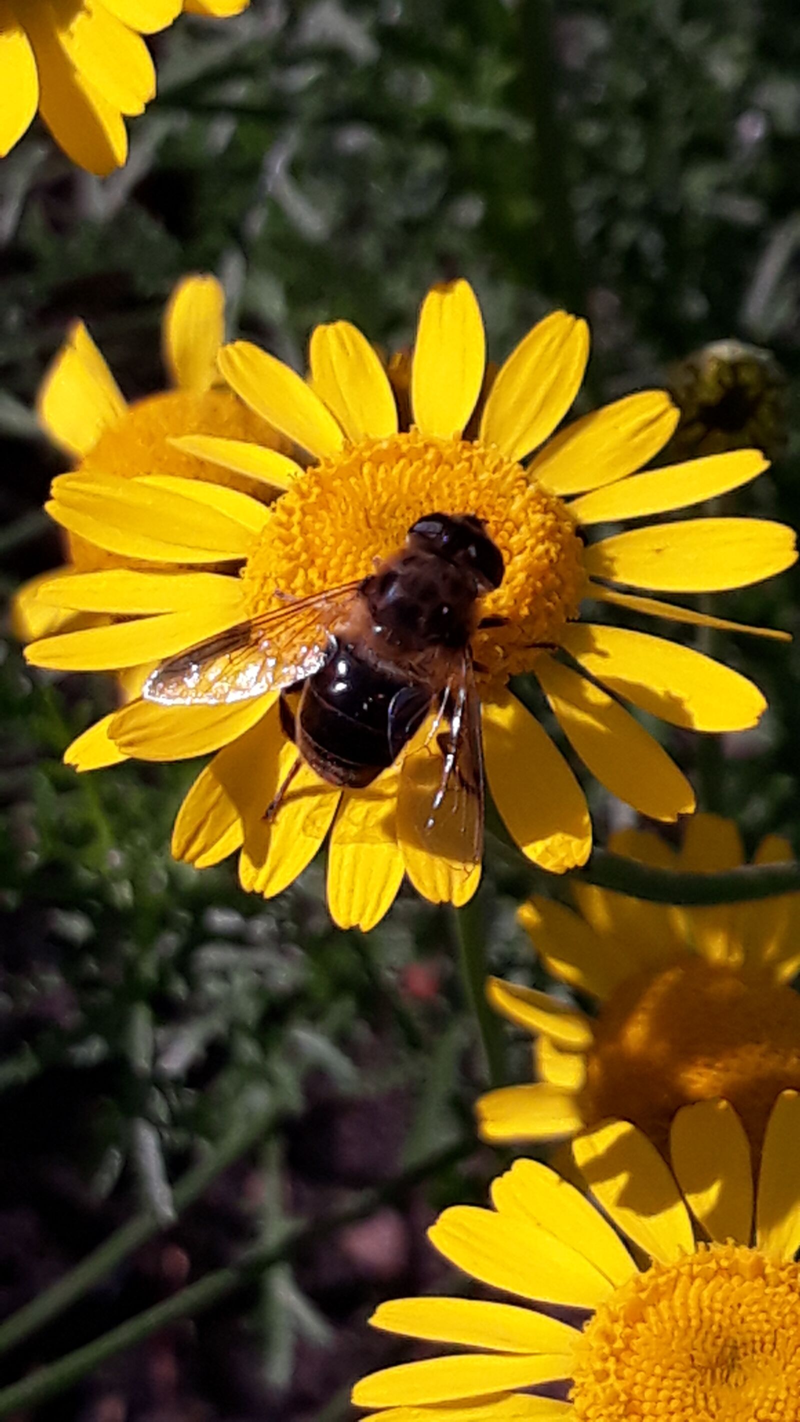 Samsung Galaxy J5 sample photo. Bee, bees, flowers photography
