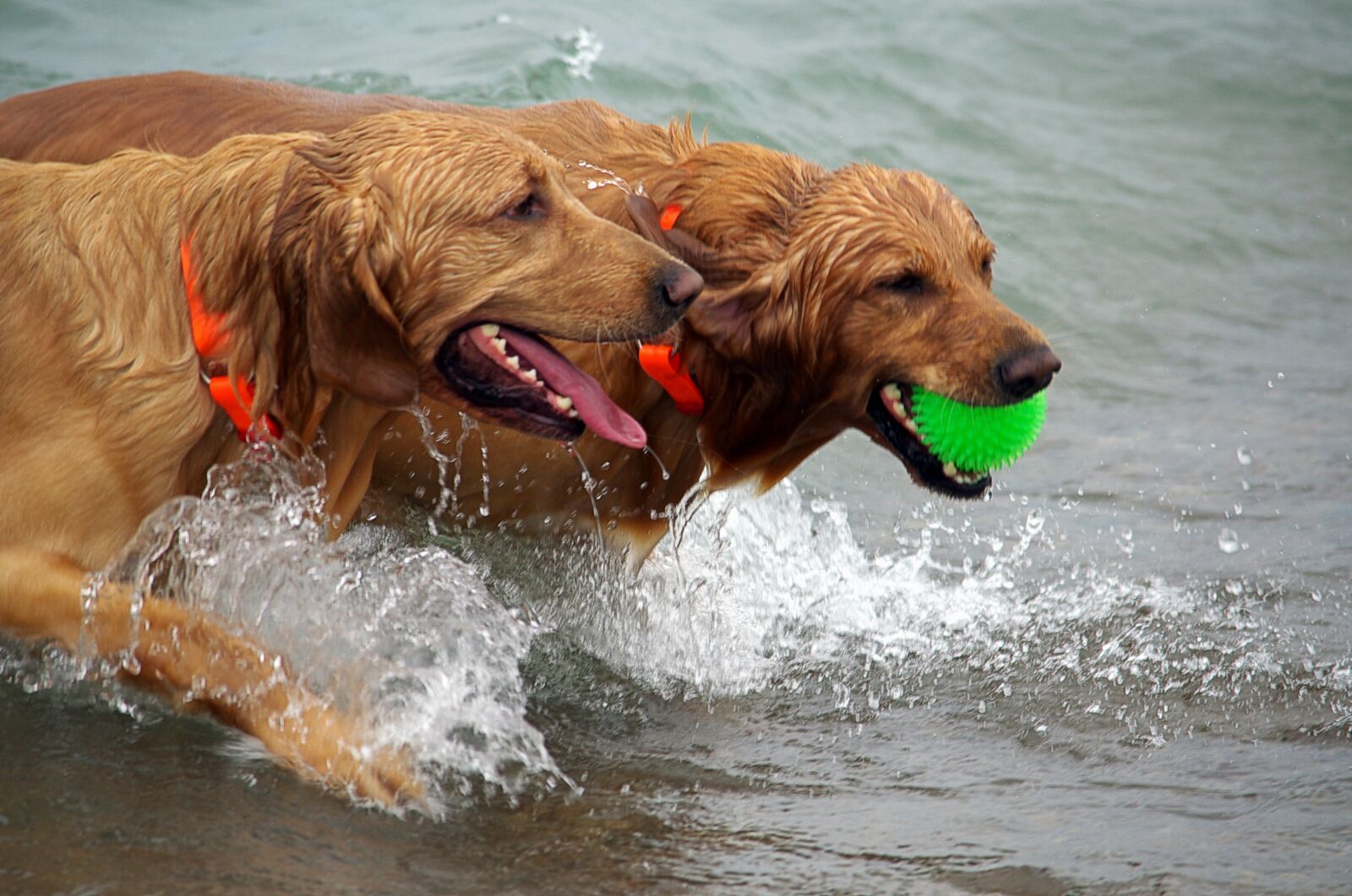 Nikon D5100 sample photo. Dogs, beach, wet photography