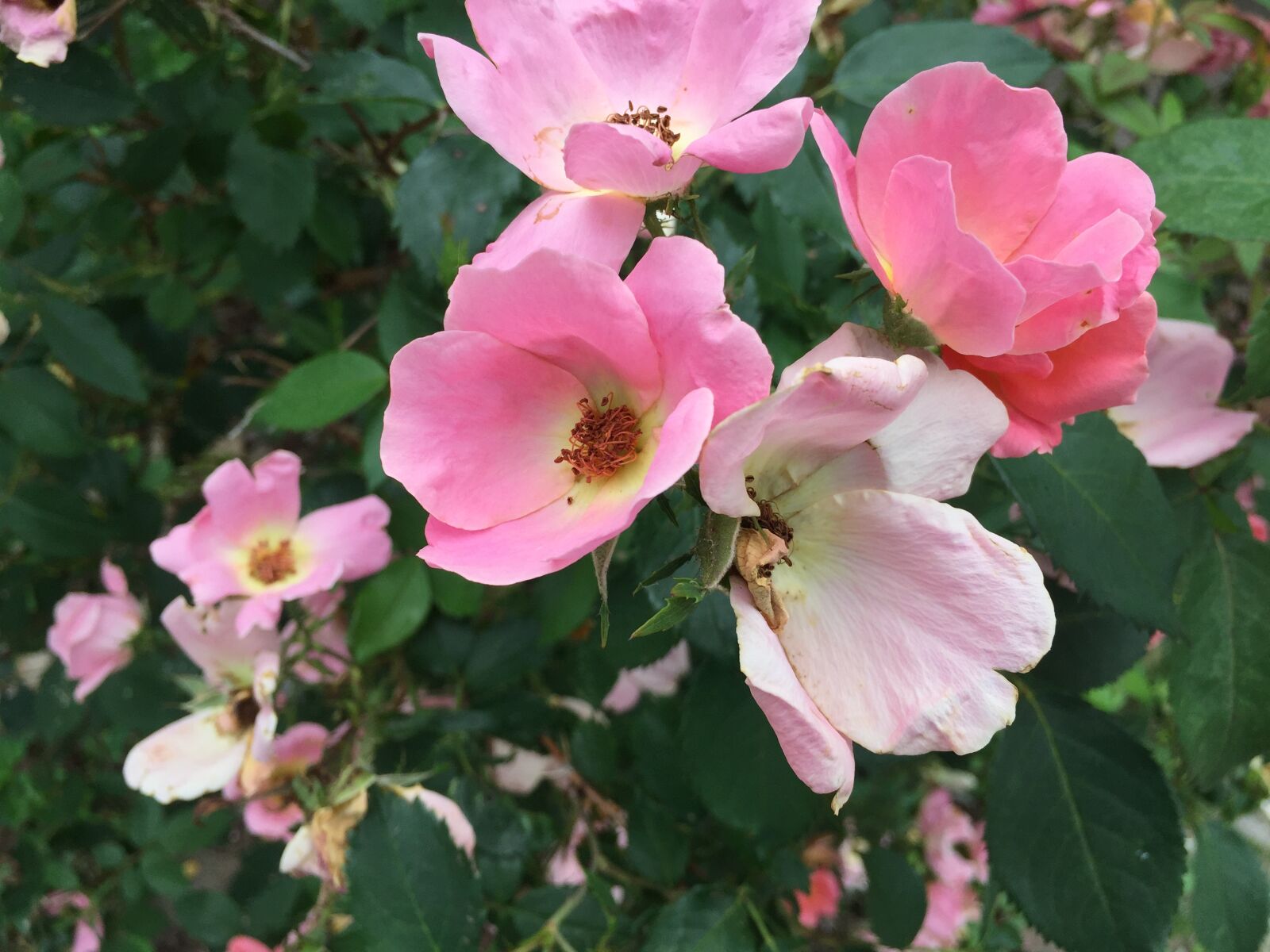 iPhone 6 back camera 4.15mm f/2.2 sample photo. Pink, flower photography