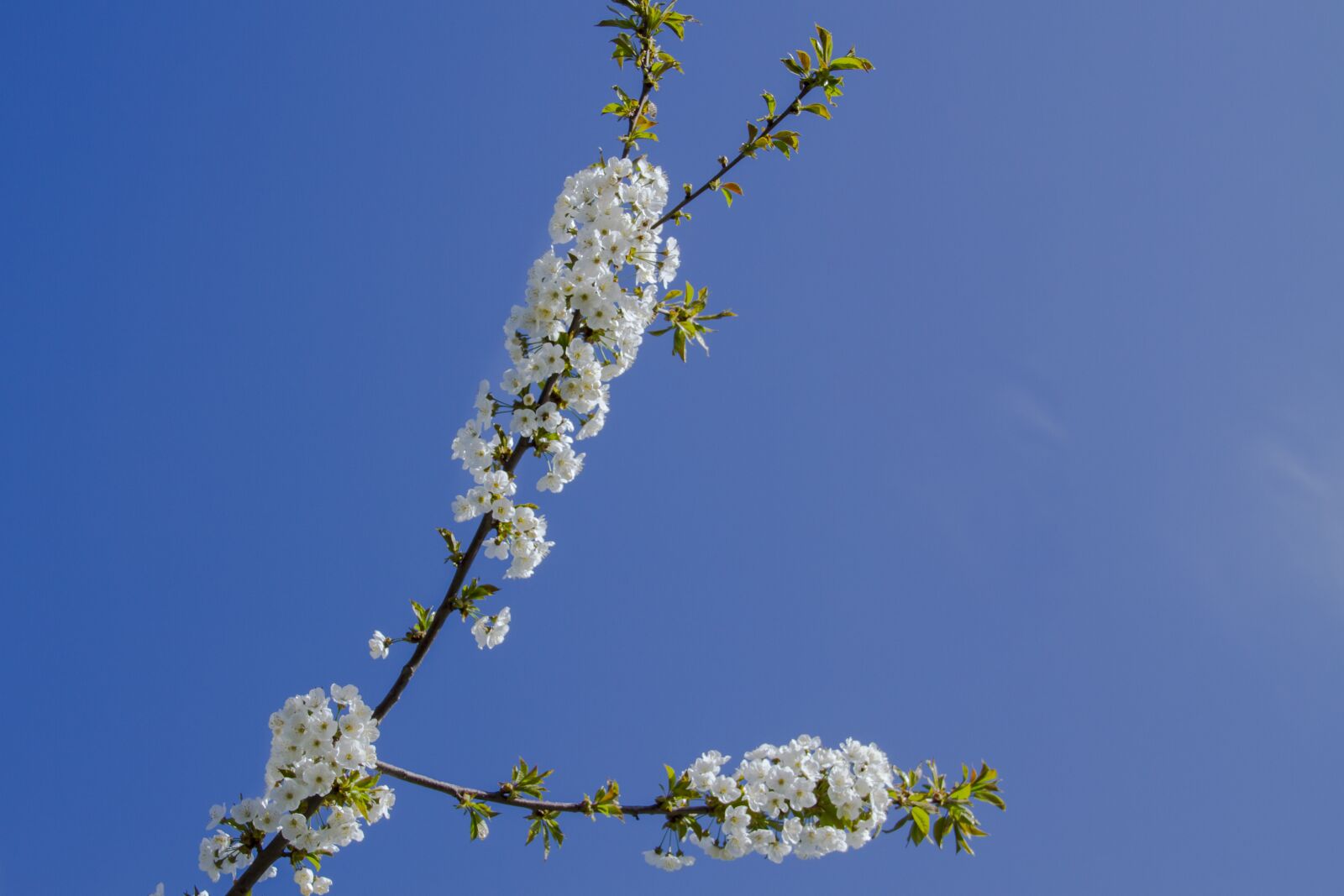 Canon EOS 7D sample photo. Cherry blossom, blossom, bloom photography
