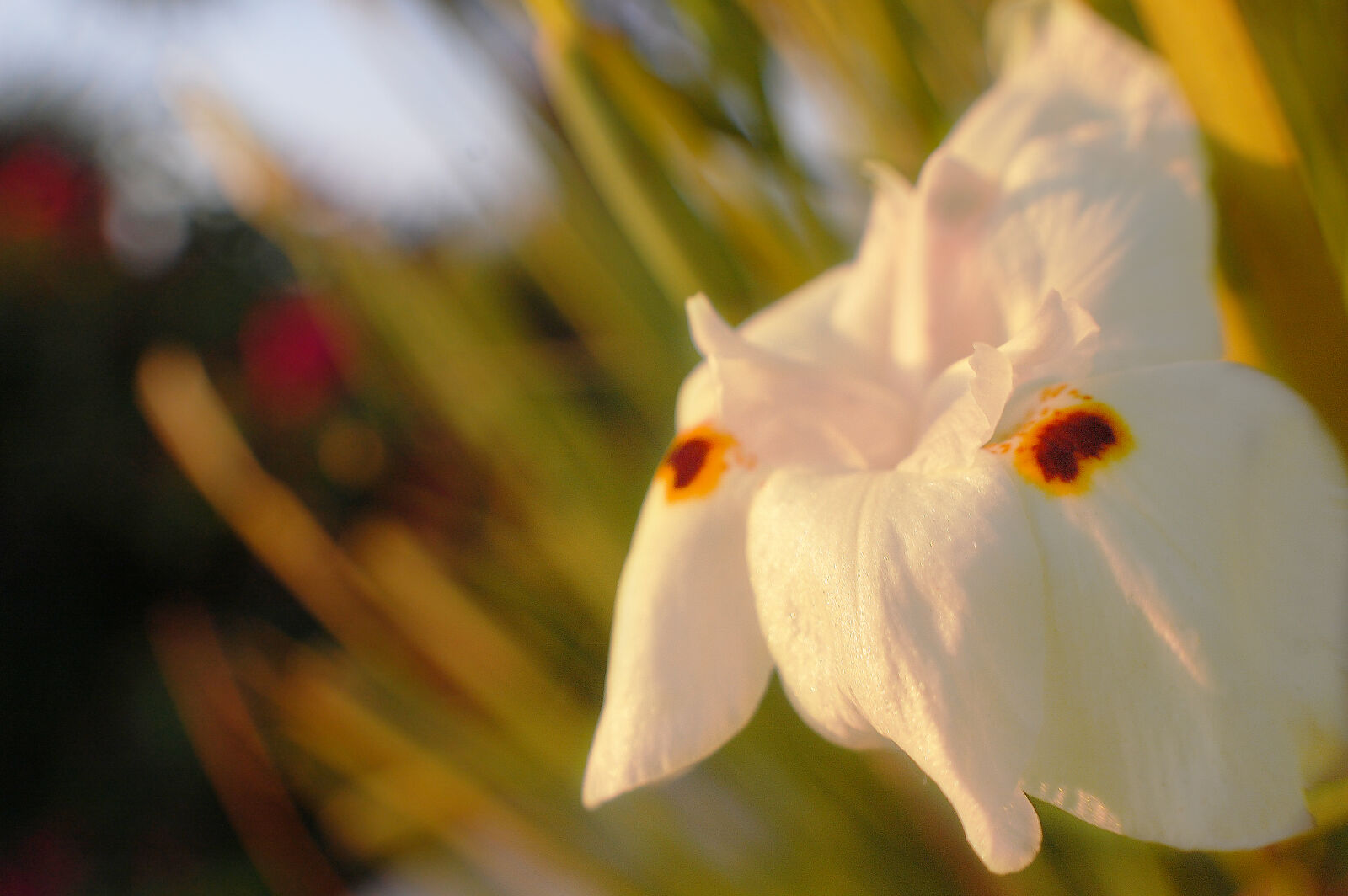 Nikon D40 sample photo. Flower, spring photography