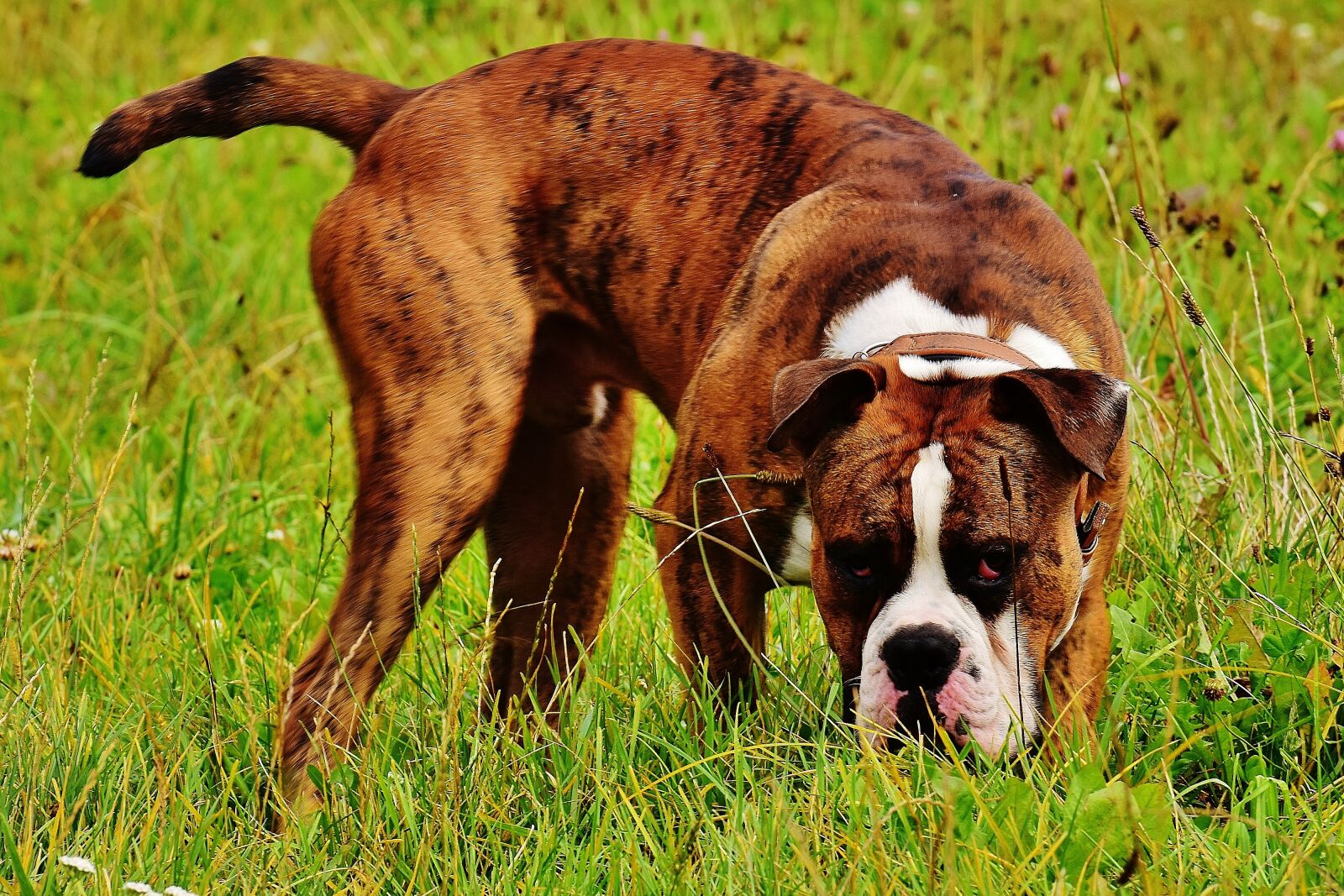 Nikon D7200 sample photo. Dog, boxer, race photography